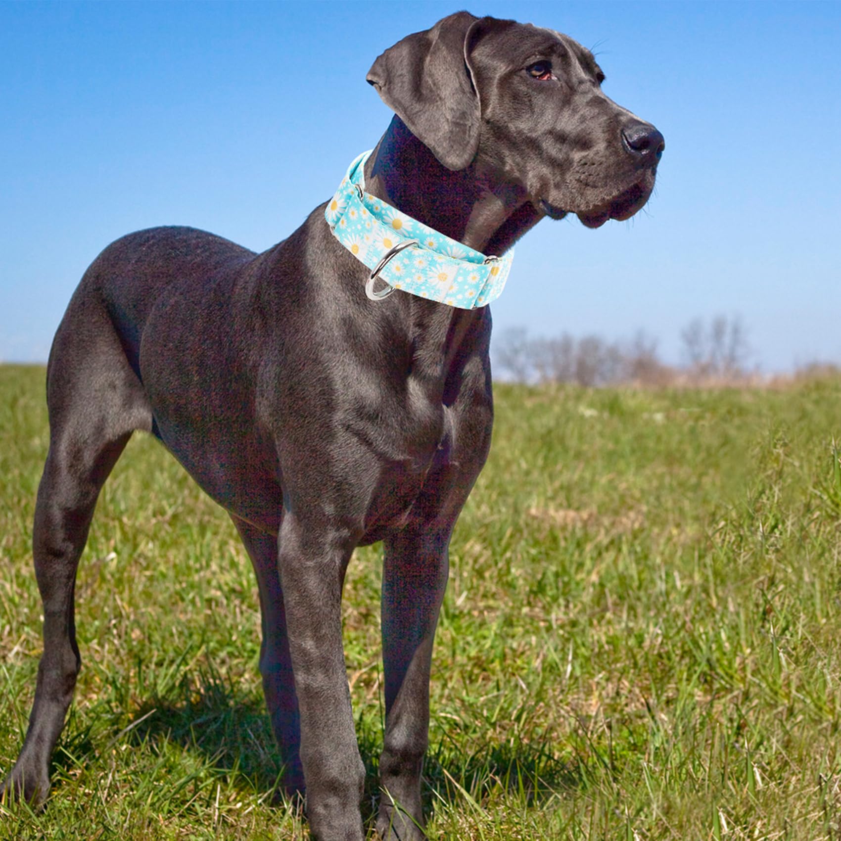 1.5 Inches Wide Martingale Dog Collar, Heavy Duty Adjustable Collar With Rwith Blue Daisy Floral Design, Military Grade Strong D