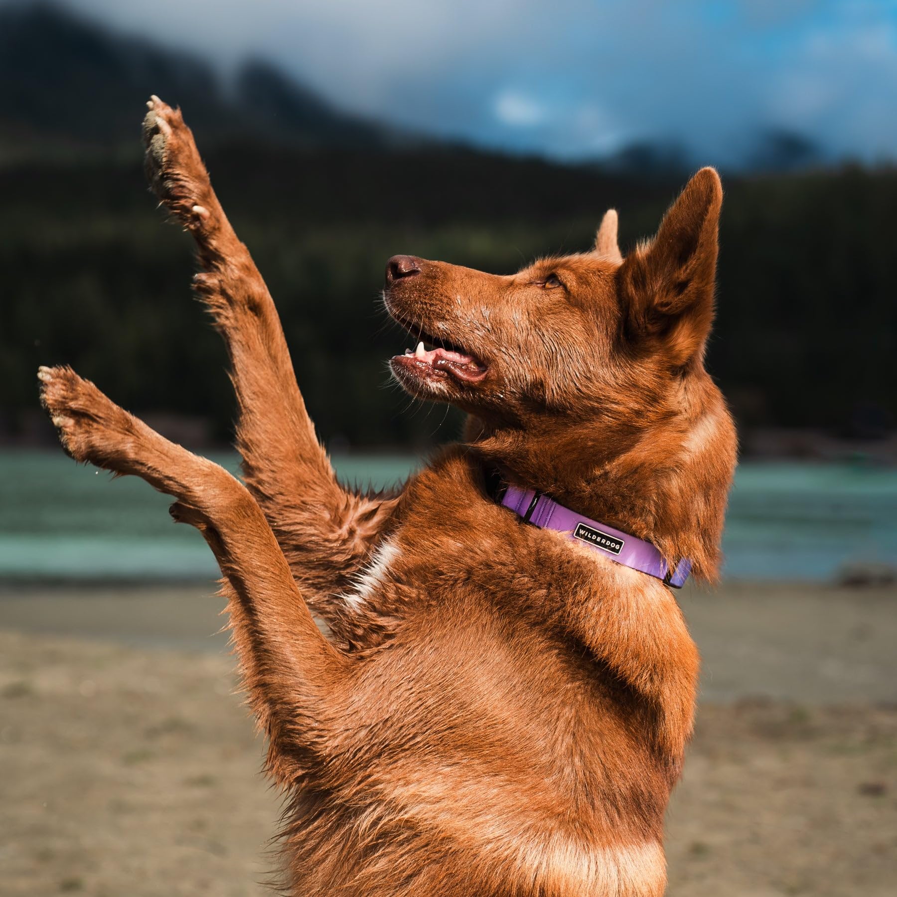 Wilderdog Waterproof Dog Collar - Repels Water & Dirt - Large 17''-24'' - Aurora