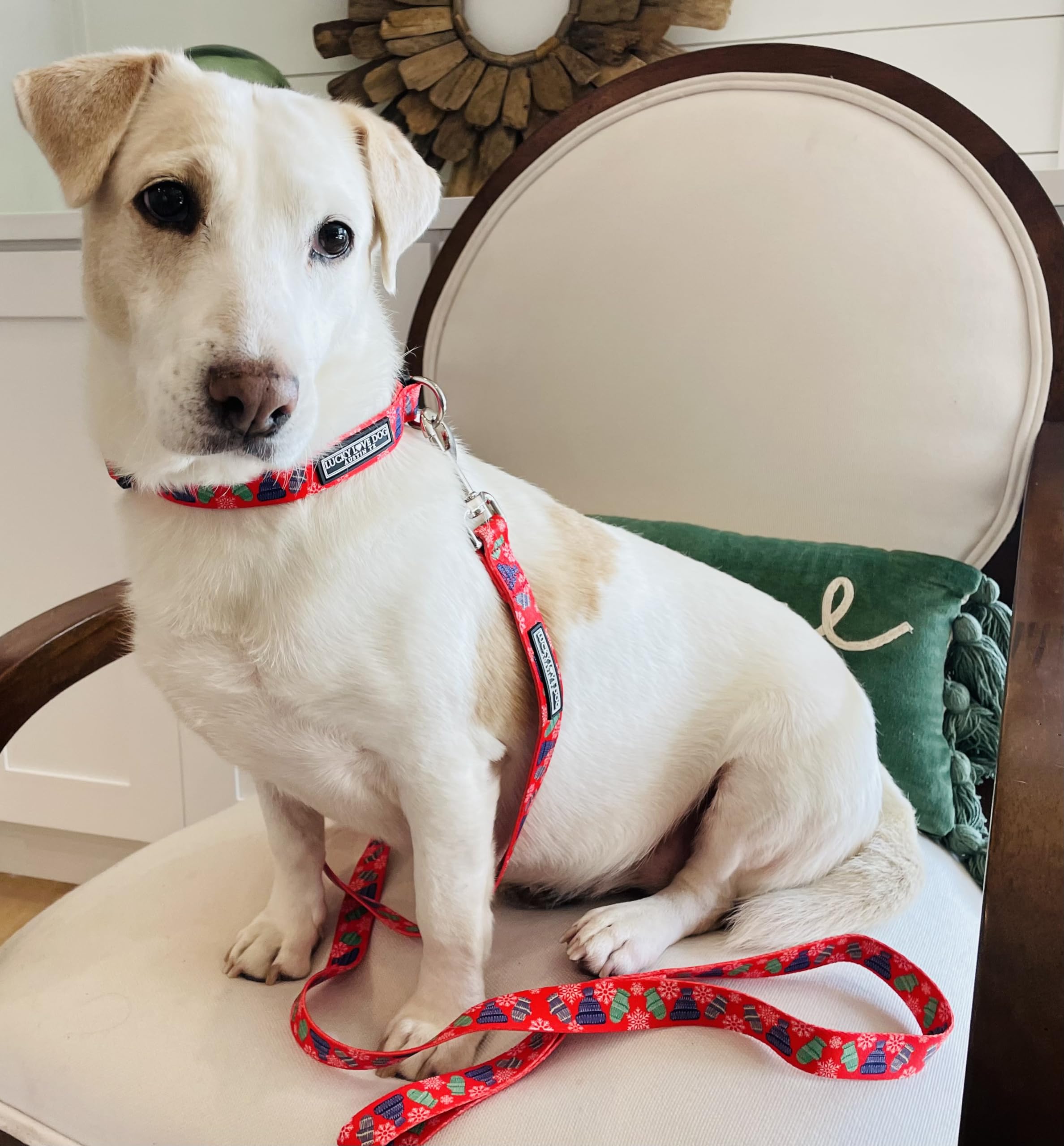 Lucky Love Dog Winter Stocking Caps And Mittens Dog Leash - Snowflakes Leash For Male And Female Dogs - Small, Chilly