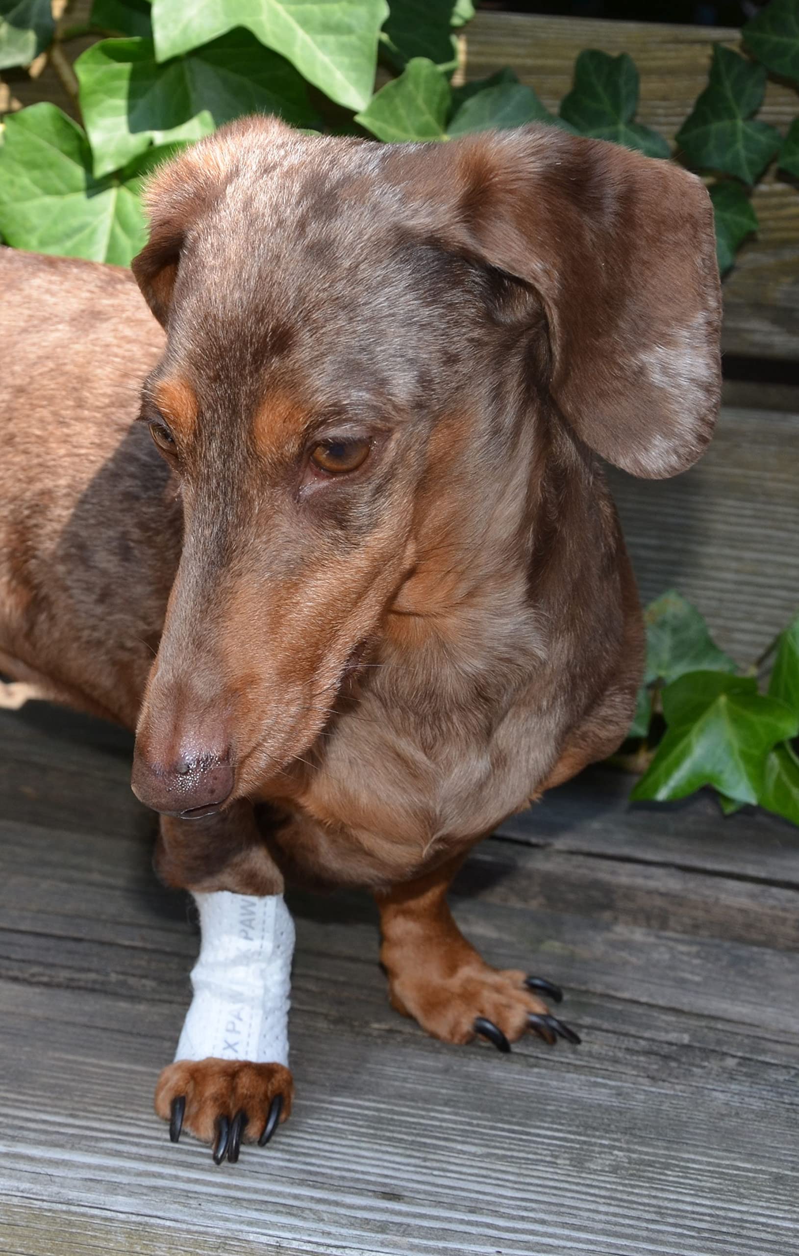 PawFlex Protective Sleeve Tubular Cover - Bandages - for Dogs Cats & Other Pets First Aid Wound Care Non-Adhesive Disposable Bre