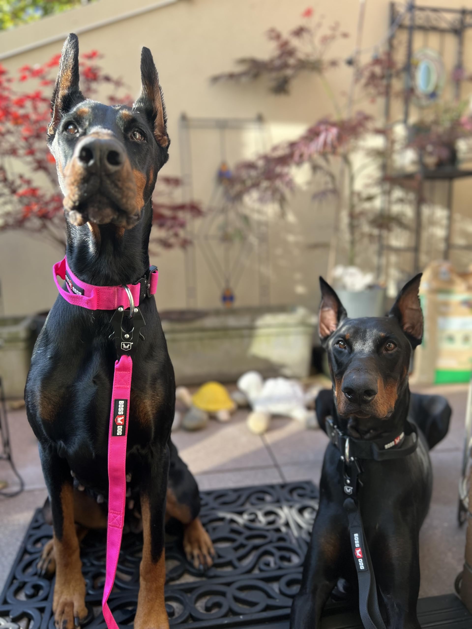 Boss Dog Tactical Leash, Hot Pink, 6 Ft