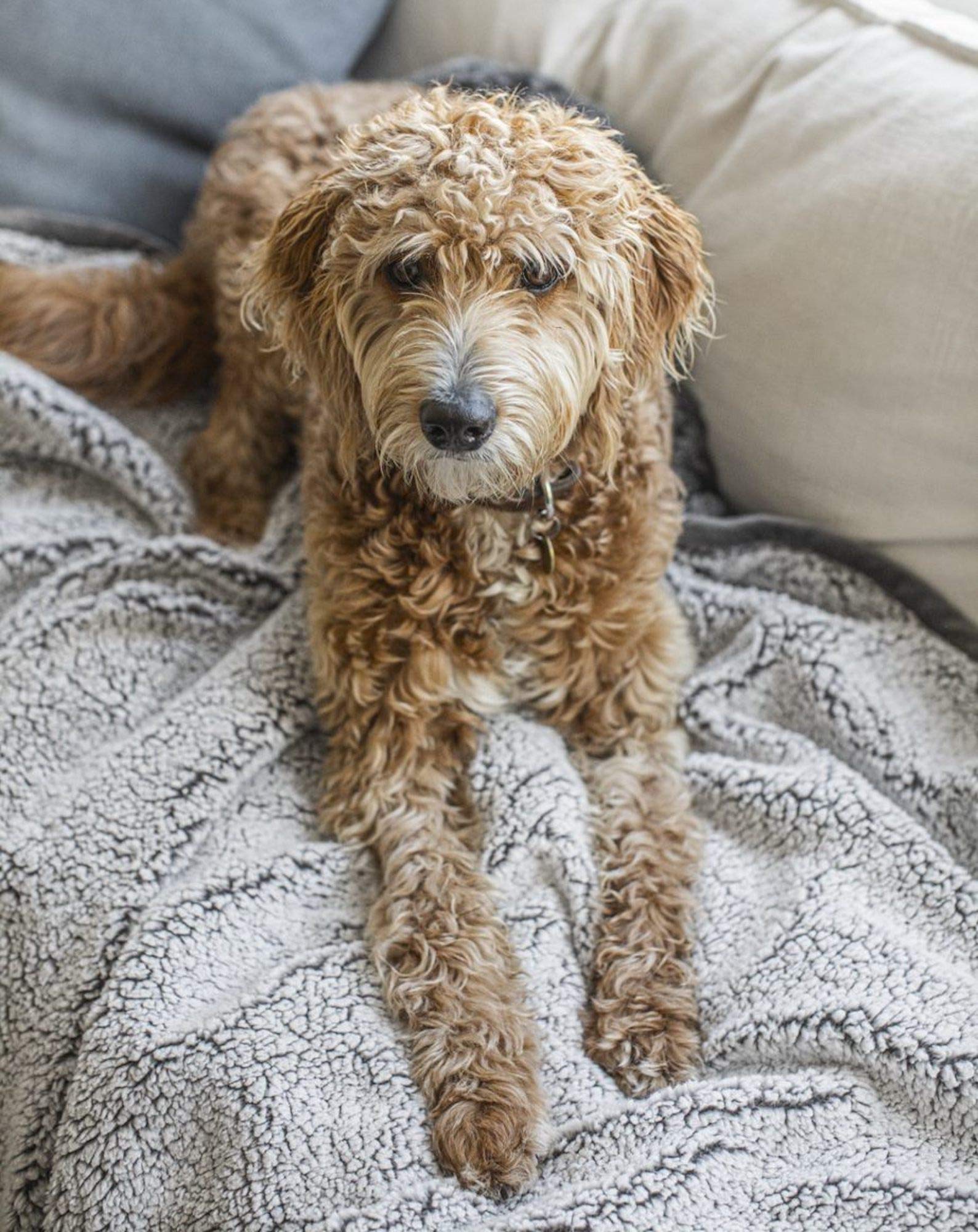 Pet Parents Pawtect Blanket, Premium Waterproof Cat & Dog Blanket With Wickquick & Sherpup Technology, Puppy Blanket, Waterproof Dog Blanket, Blankets For Dogs, Cat Blanket Slate 24X32