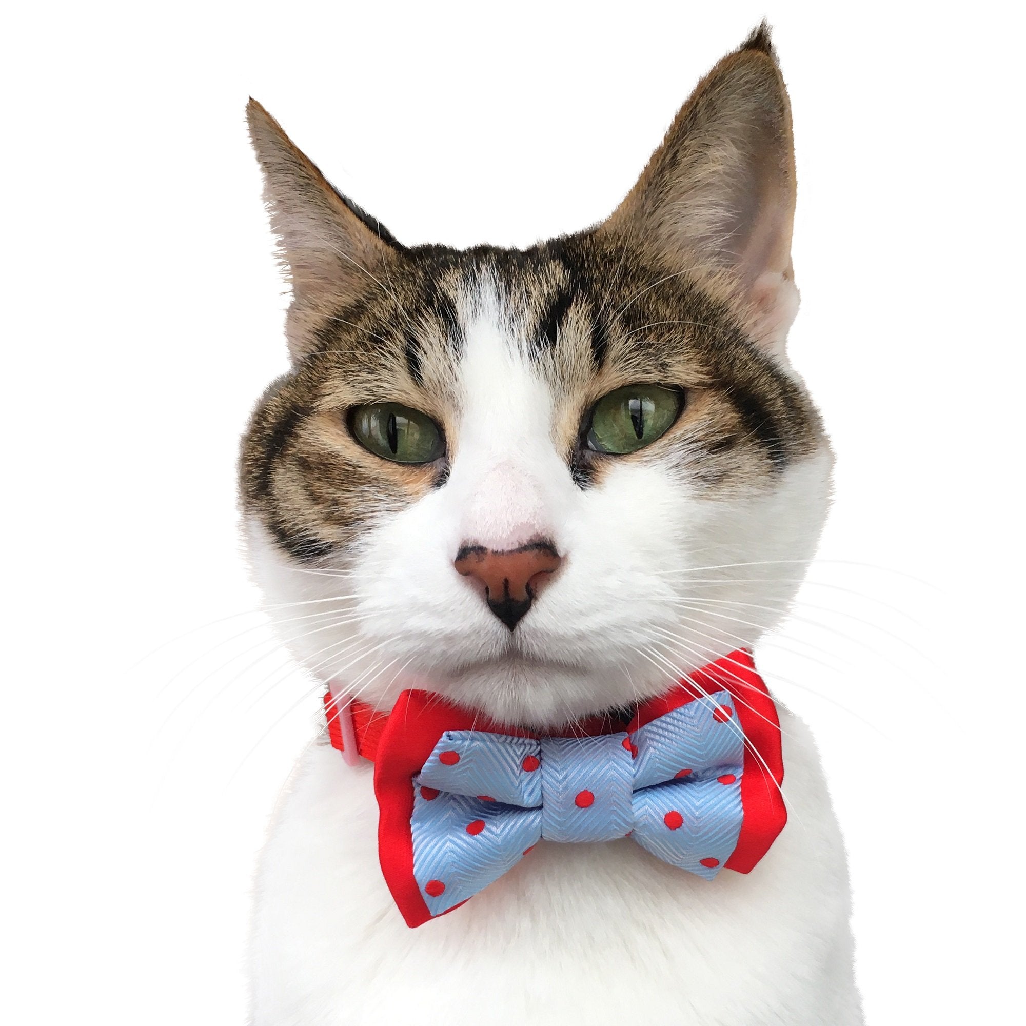 Blueberry Pet Gift Box With Pack Of 2 Handmade Dog Cat Bow Tie, Polka Dots Designer Bowtie Set, 4' * 2.5'