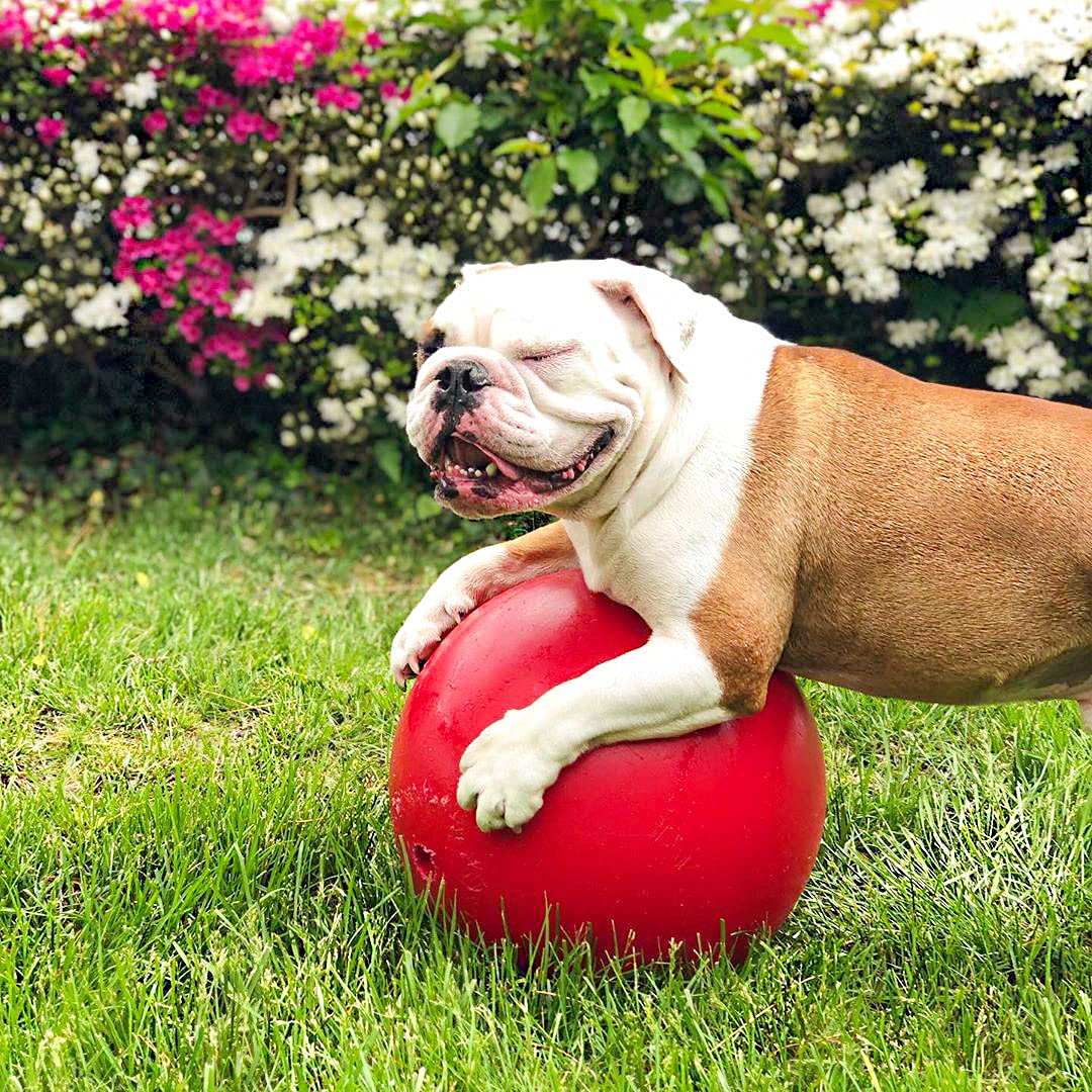 Jolly Pets Push-N-Play Ball Dog Toy, 10 Inches/Large, Red (310 Rd)