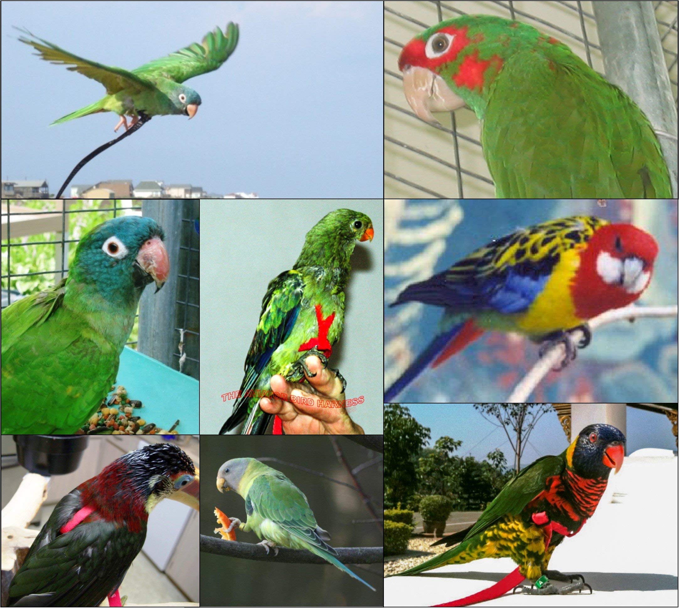 The Aviator Pet Bird Harness And Leash: X-Small Red