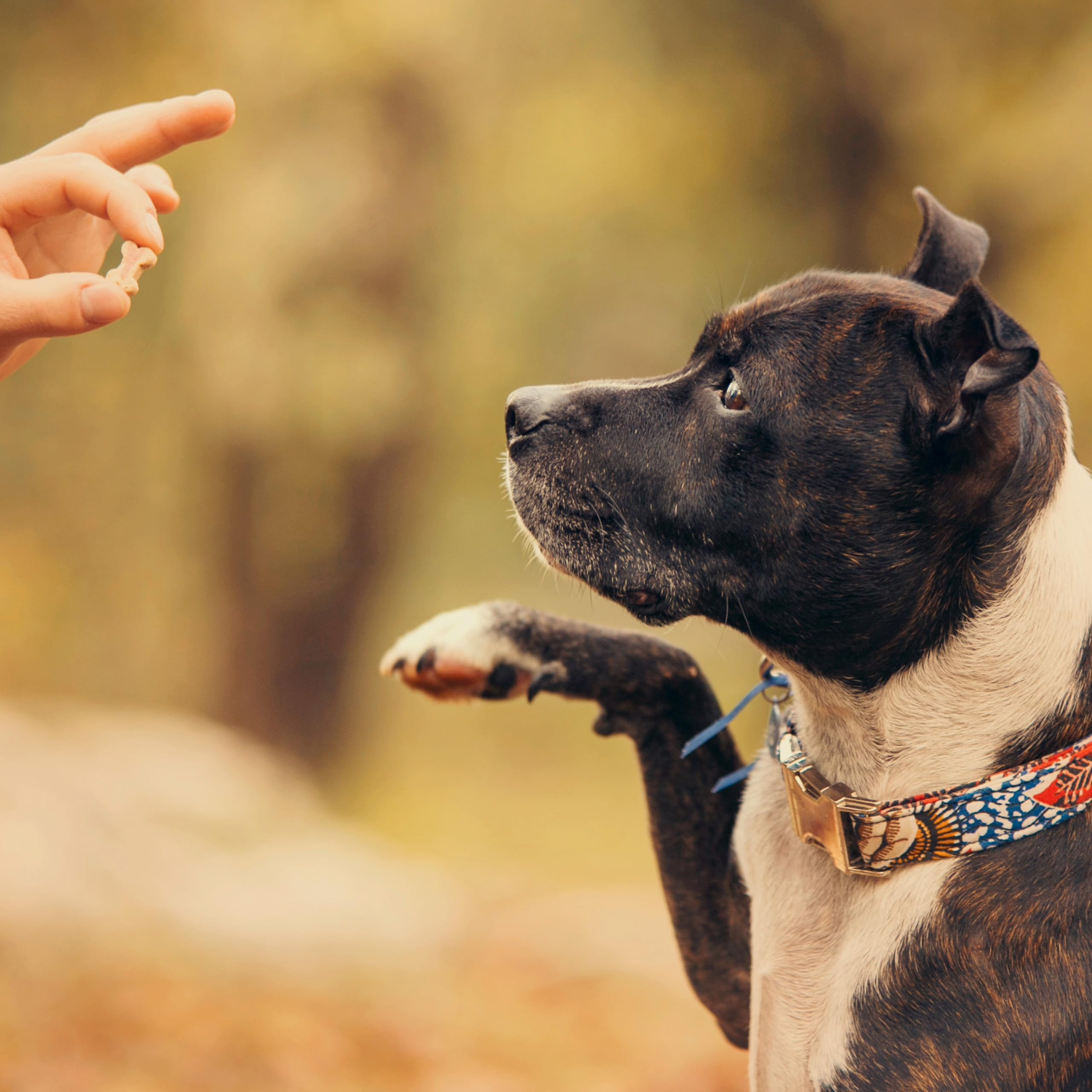 Exclusively Dog Cookies Best Buddy Bones Peanut Butter Flavor Training Treats, Natural and Made in The USA, 5.5 oz