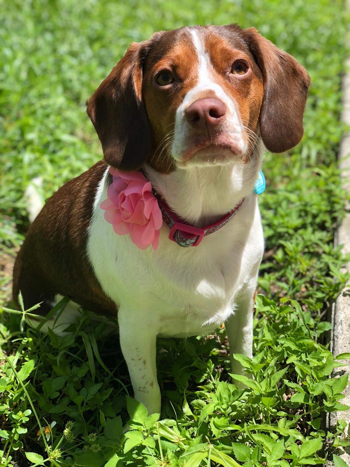 Pet Show 3.4'' Small Dog Collar Flower Charms Accessories Bows For Cat Puppies Medium Dogs Valentine'S Day Grooming Costumes