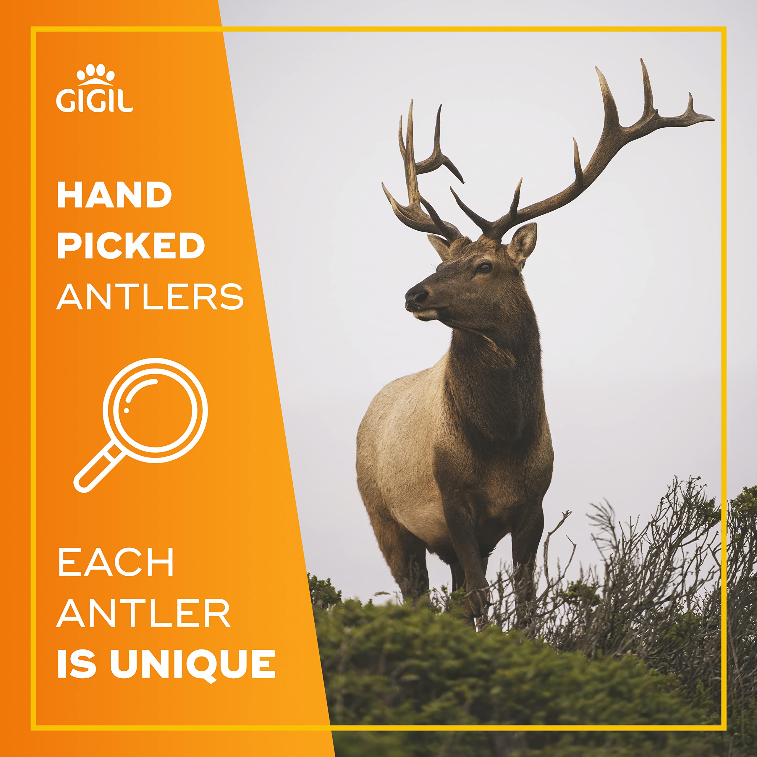 Gigil Treat You Pet Like A King - 100% Natural Deer Antlers For Large Dogs - Premium Elk Antlers - Long Lasting Dog Chew Toy - Naturally Shed And Organic Antlers For Dogs - Size Xl