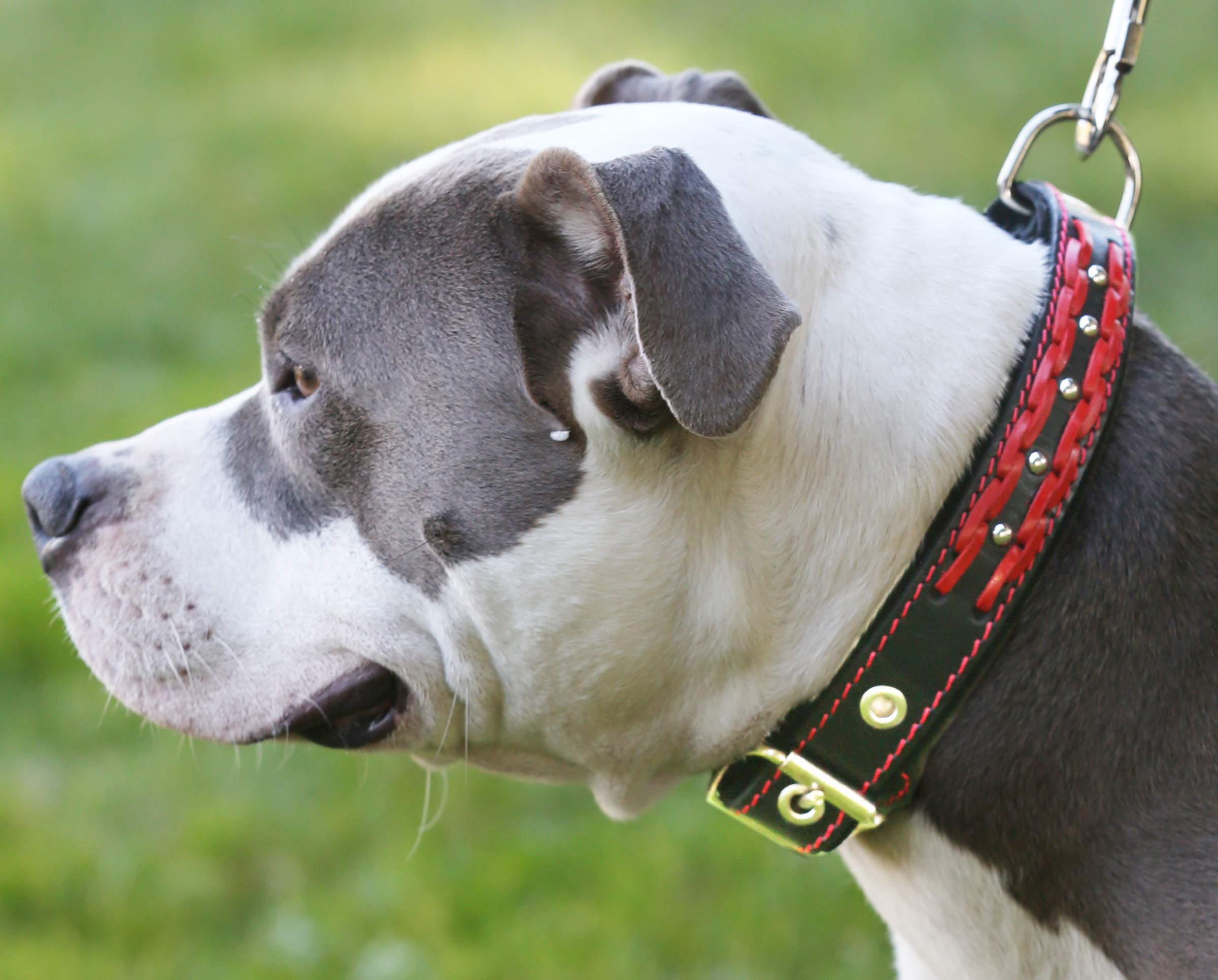 Genuine Leather Braided Studded Dog Collar,Red On Black 1.25' Wide. Fits 16'-20.5' Neck.