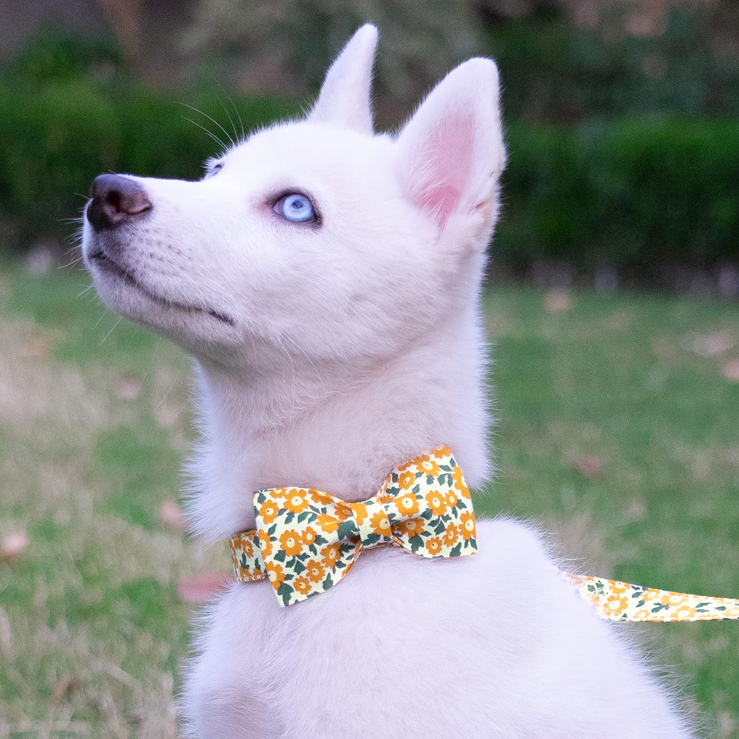 Tunkoo Dog Collar Floral With Elegant Bow Tie Soft Comfy Cotton Adjustable Collar, Premium Metal Buckle For Puppy And Cat Small