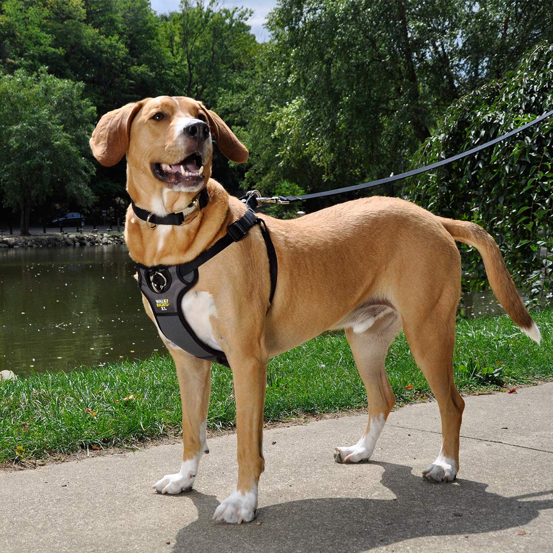 Coastal Pet Walk Right Front-Connect No-Pull Padded Dog Harness - Adjustable & Comfortable Dog Harness - Small & Large Breed Fit - Quality Pet Supplies - Black, Lrg (26'-38')