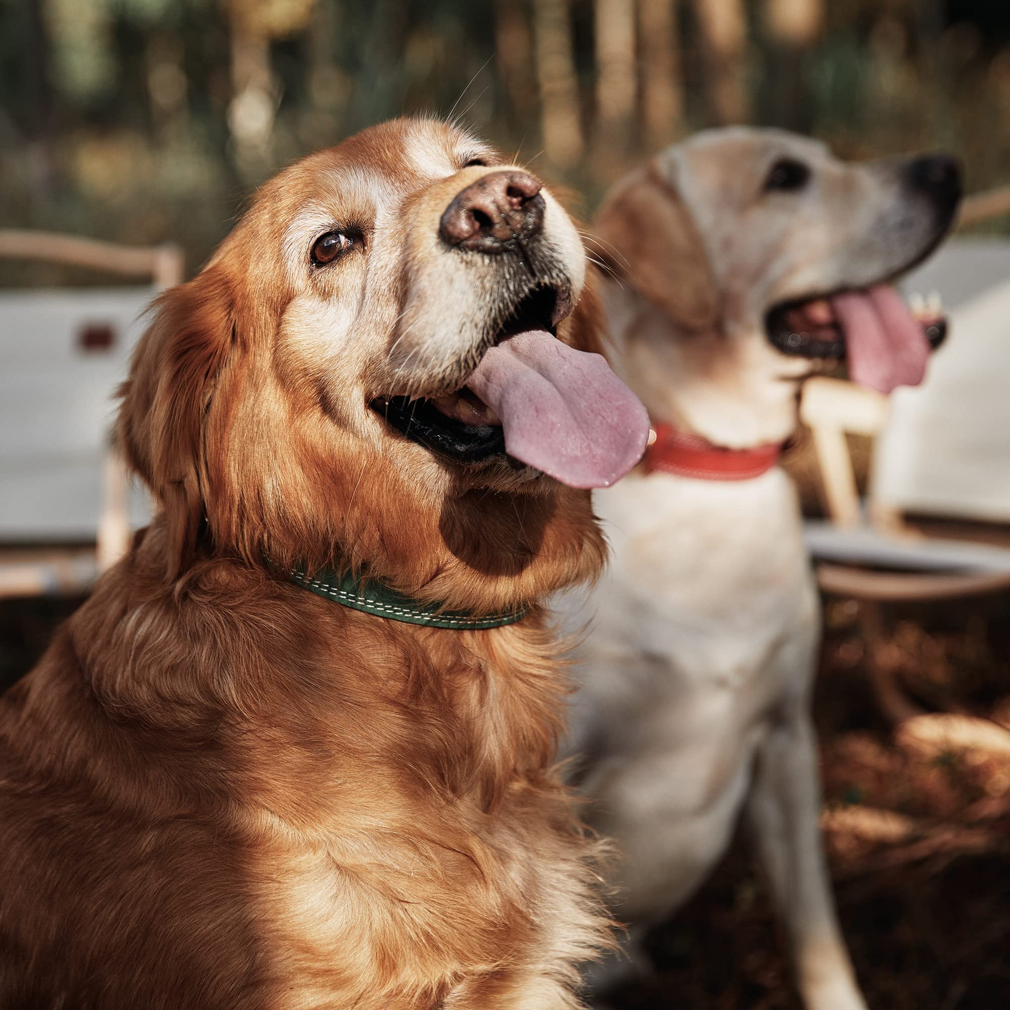 Daihaqiko Dog Collar, Genuine Leather Dog Collar, Heavy Duty Dog Collar, Wide Dog Collar For Small Dog, Medium Dog, Large Dog And Extra Large Dog (M: 1' Wide For 15.2'-19.2' Neck, Dual Stitch - Green)