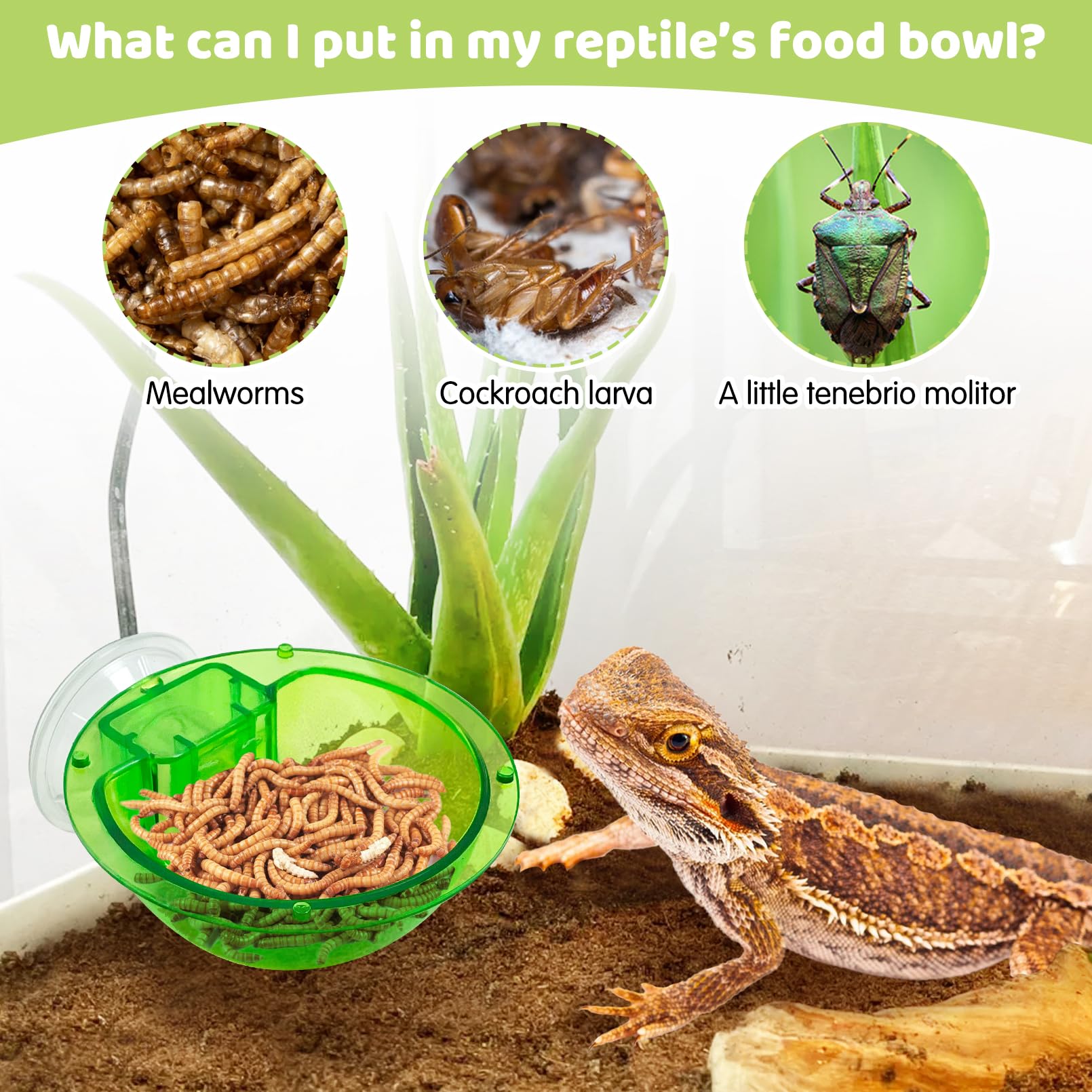 Tfwadmx Chameleon Bowl, Reptile Feeding Feeder,Worm Live Fodder Container, Water Dish Gecko Ledge Suction Cup Feeder Chameleon S