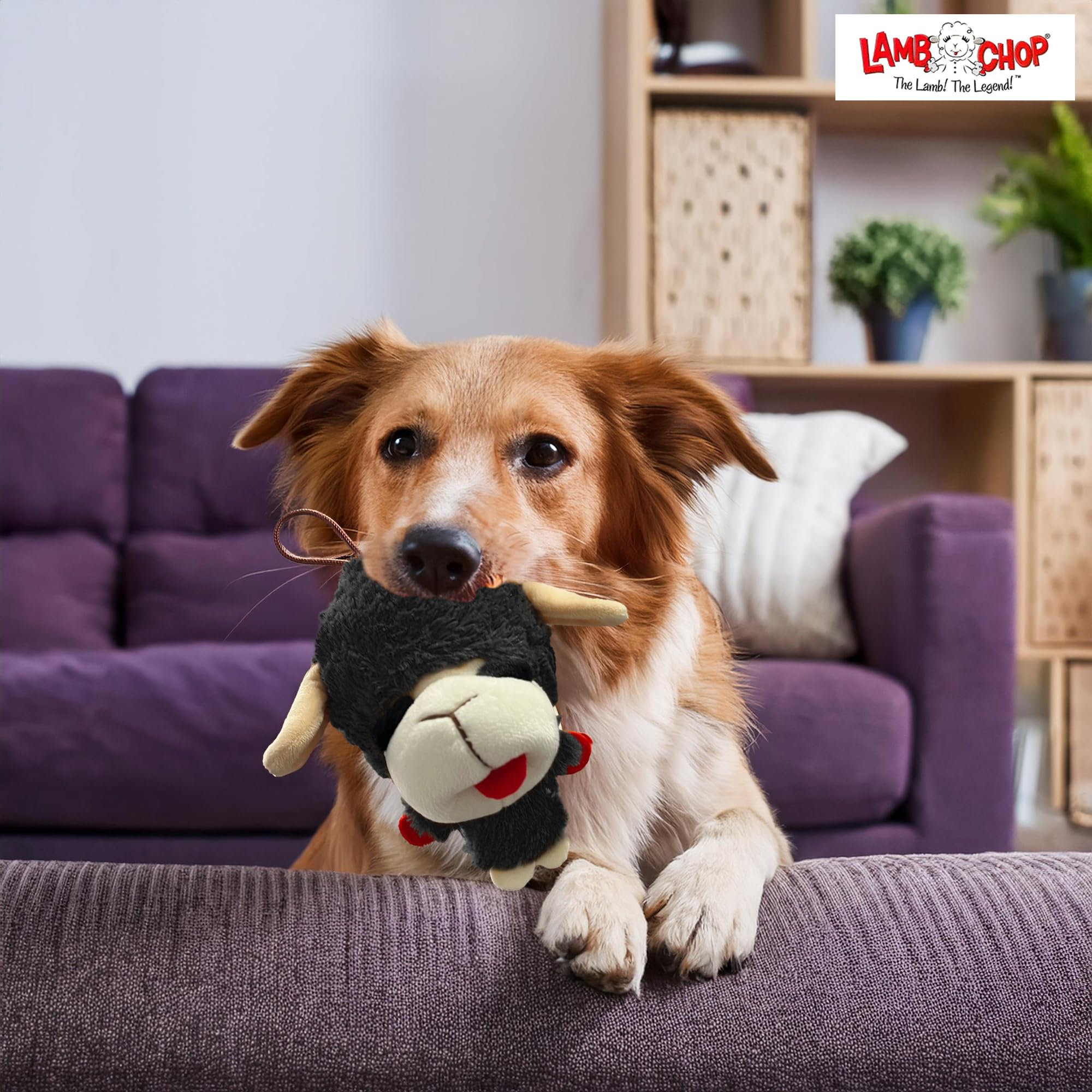 Multipet Knobby Noggins Dog Toy Lamb Chop | Squeaky Plush Toy for Small/Medium Breeds | 5" | Black | Officially Licensed
