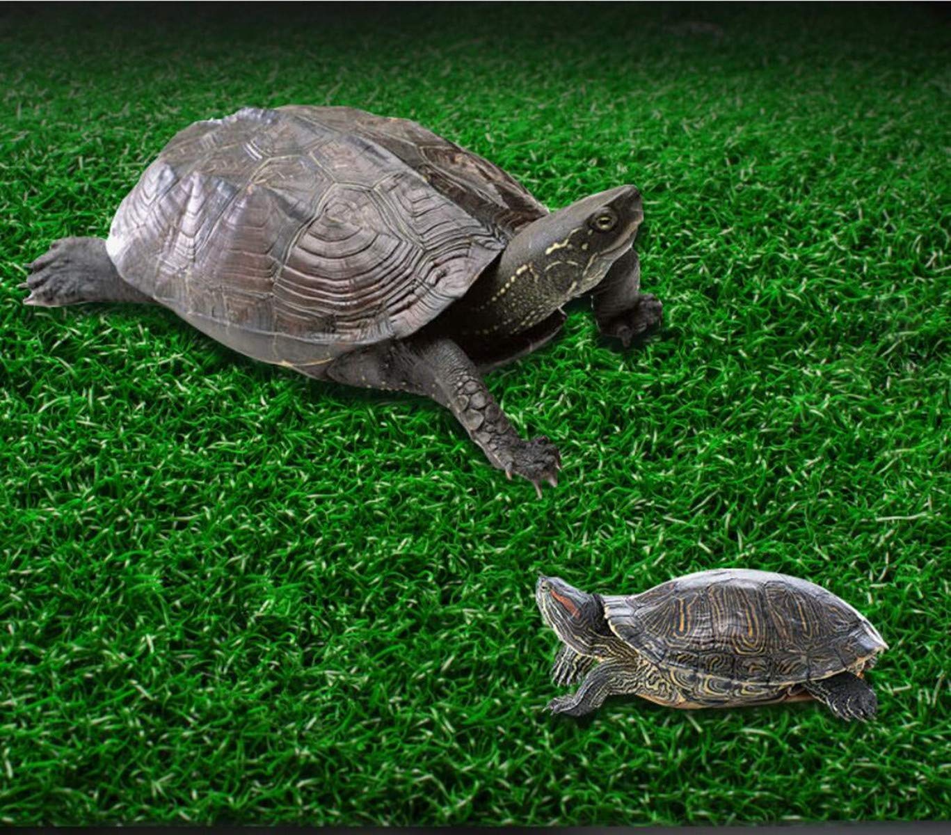 Lawn Turtle Basking Platform, Turtle Resting Basking Platform, Tortoise Ramp Climbing Reptile Ladder Resting Terrace Aquarium Floating Décor For Frog Terrapin Amphibian Habitat Hideouts (Medium)