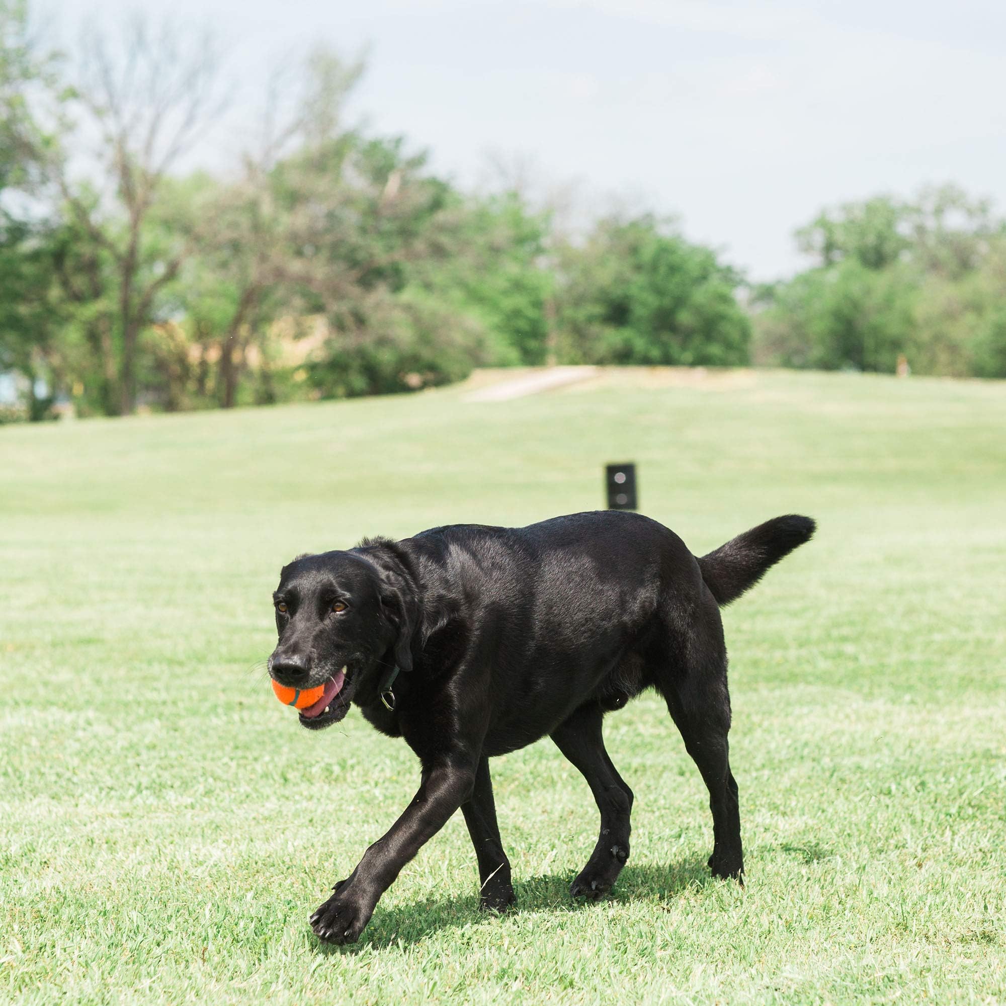 Chuckit! Dog Tennis Ball Dog Toy, Large (3 Inch Diameter) For Dogs 60-100 Lbs, Pack Of 2