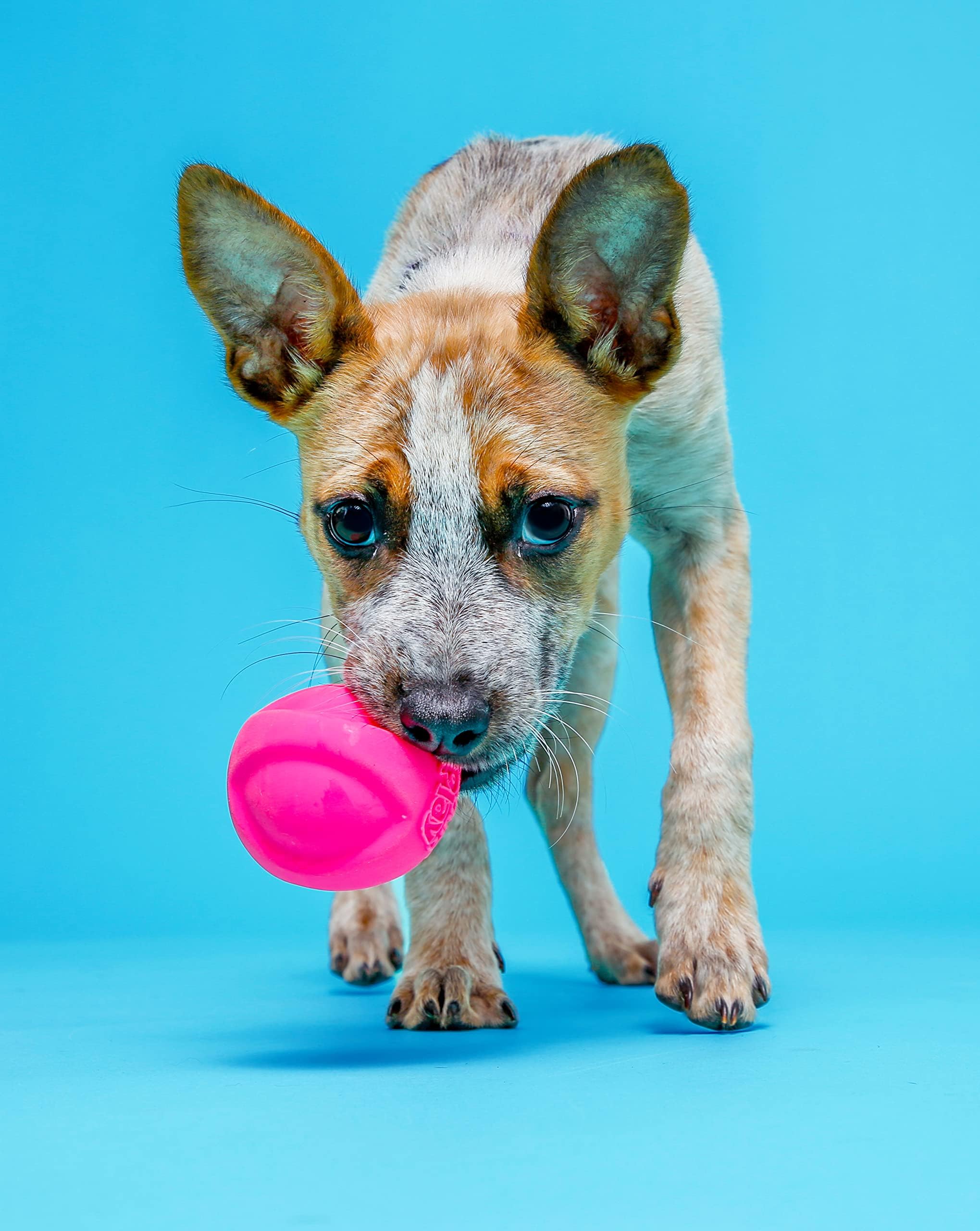 Hartz Duraplay Ball Squeaky Latex Dog Toy, Medium 3 Pack