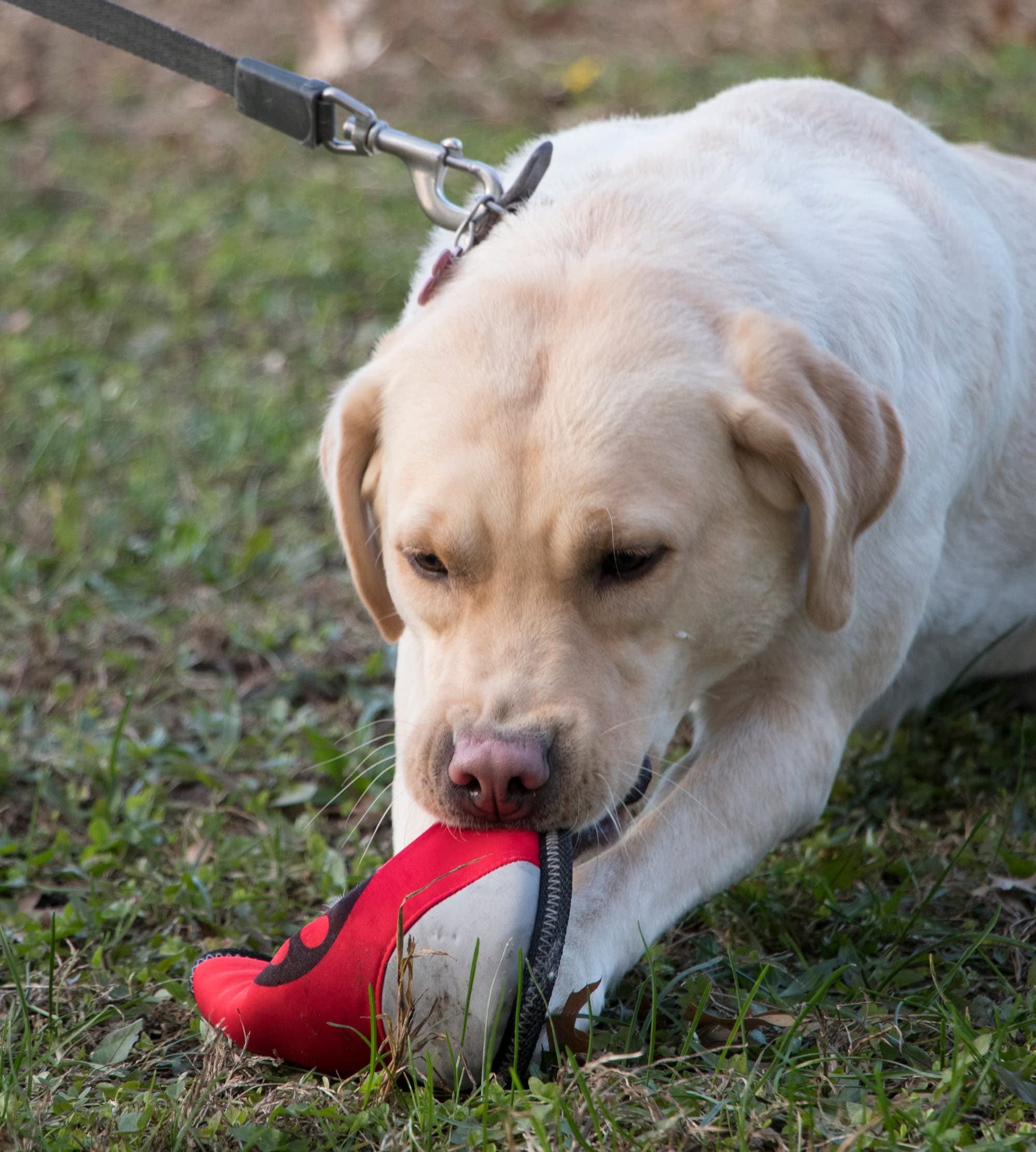 Pet Life Extreme Neoprene Waterproof Dog Toy - Pet Frisbee Floating Dog Toy Great as a Dog Agility Trainer or Fetching