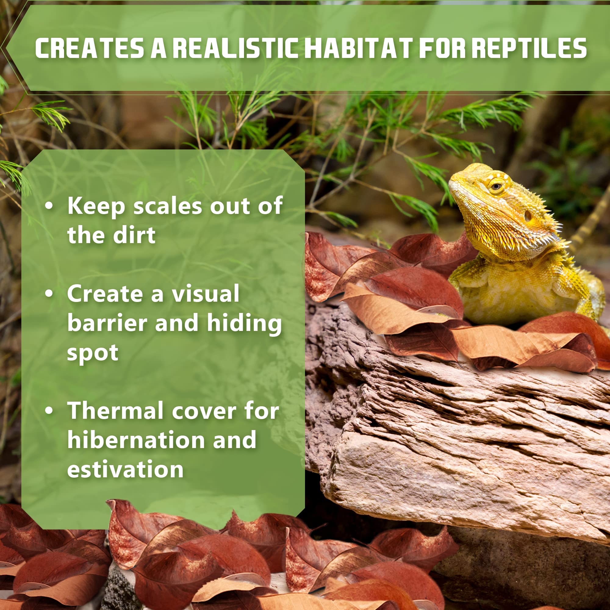 Sungrow Dwarf Frog Mini Catappa Leaves (50 Pc) - Tannin Helps Remove Ammonia, Lower Ph - Leaf Litter Indian Almond Leaves, Aquar