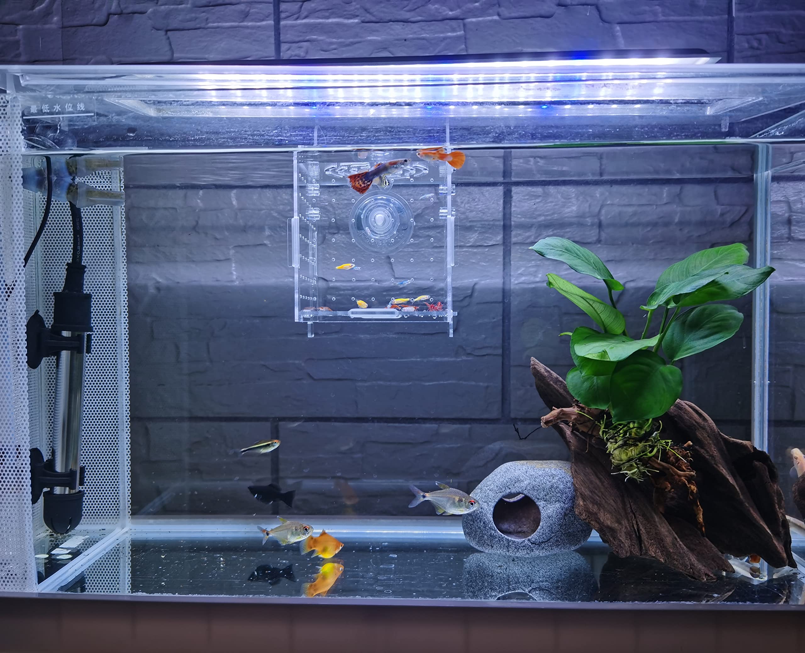 Awxzom Acrylic Fish Breeding Box, Acrylic Fish Isolation Box, Fish Separator For Aquarium, Hatchery Incubator With Suction Cups