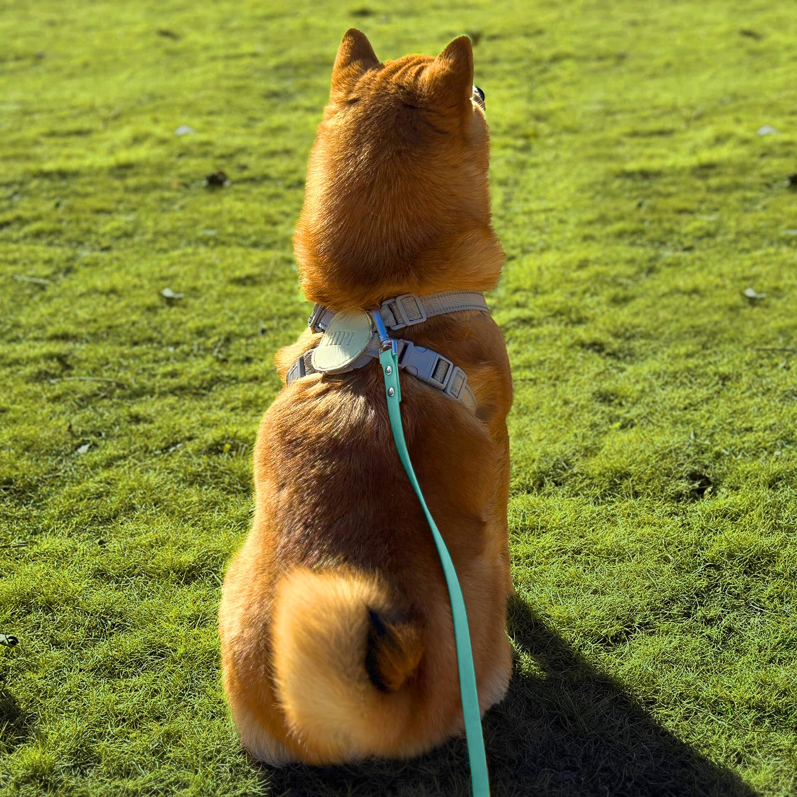 AUMAILI Dog Training Long Leash Waterproof Long Line Heavy Duty Outdoor Recall Lead 10ft 15ft 20ft 30ft 50ft for Small Medium La