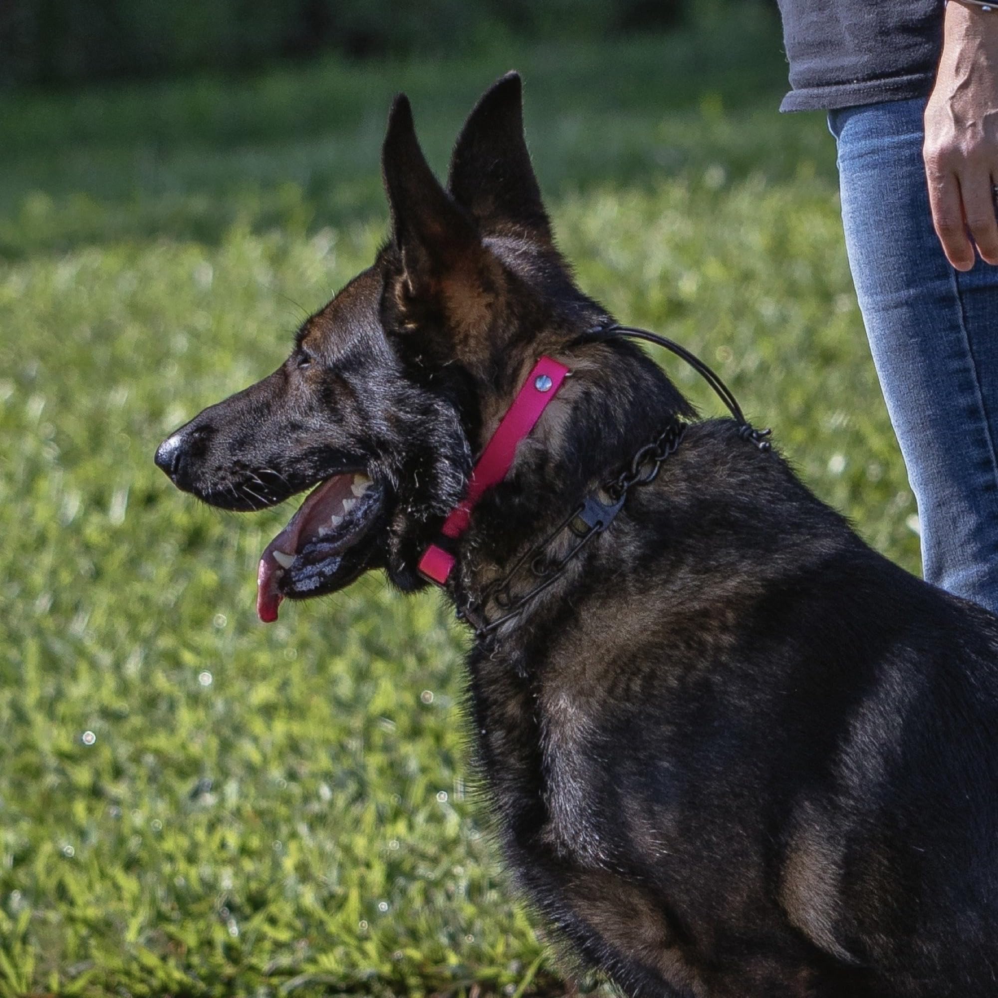 Sparkdog Collars Hiflex Quick Adjust E-Collar Replacement Strap Dog Training Collar Fits Educator, Garmin, Dogtra, Sportdog Repl
