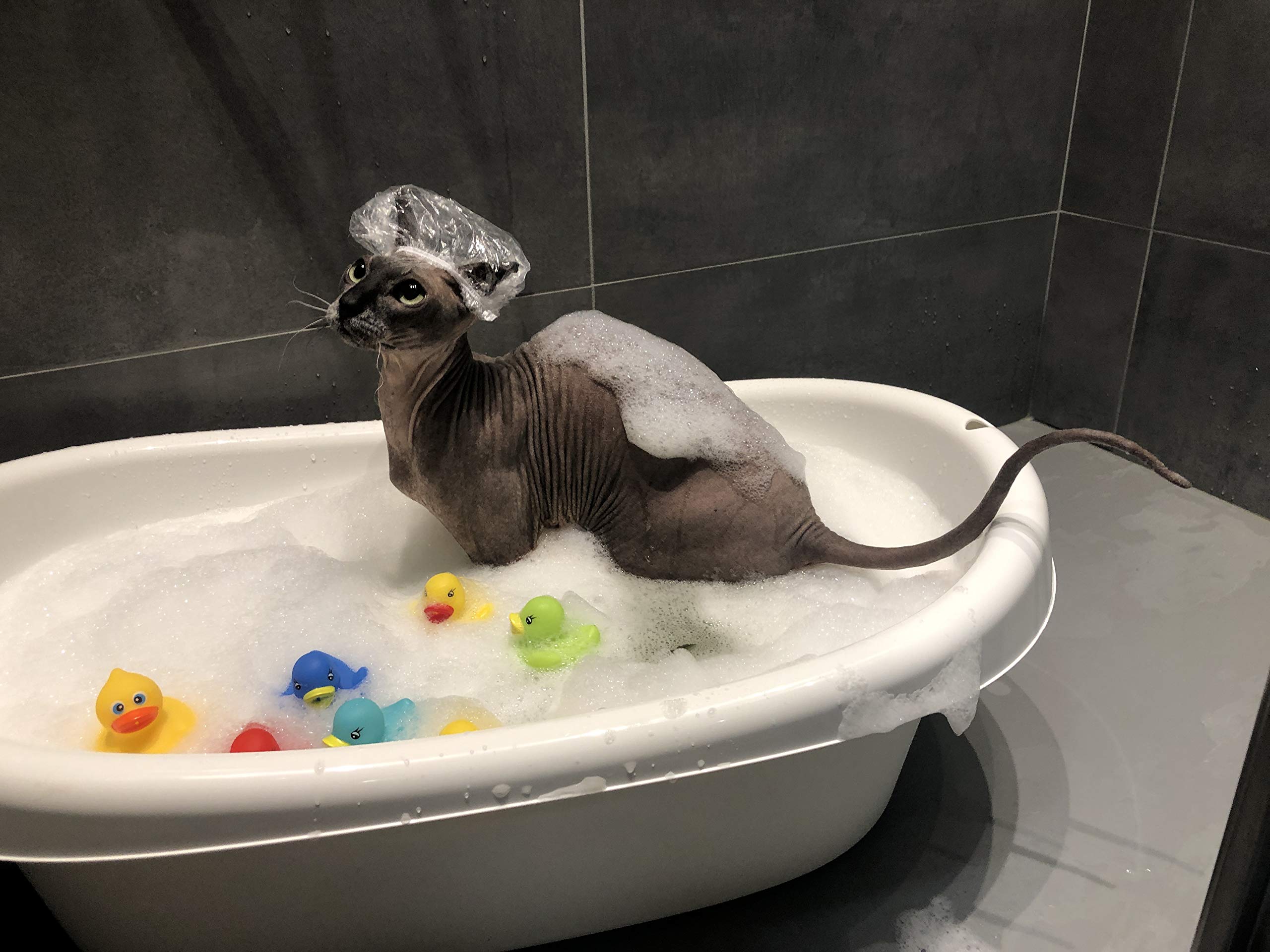 Kotomoda Probiotic Shampoo for Sphynx Cats (4.22)