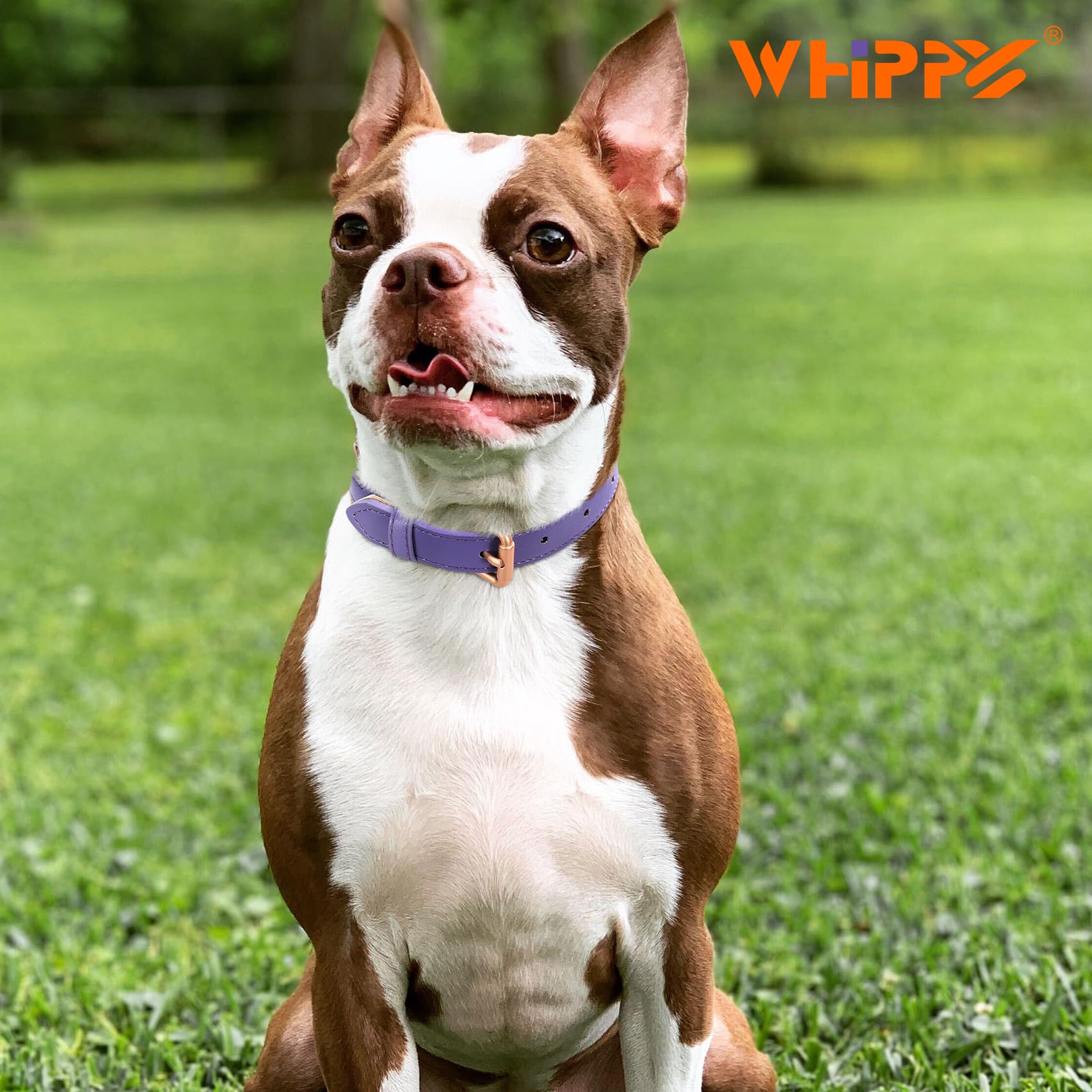 WHIPPY Leather Dog Collar - Adjustable, Soft, Waterproof, M (Neck 16"-20"), D-purple