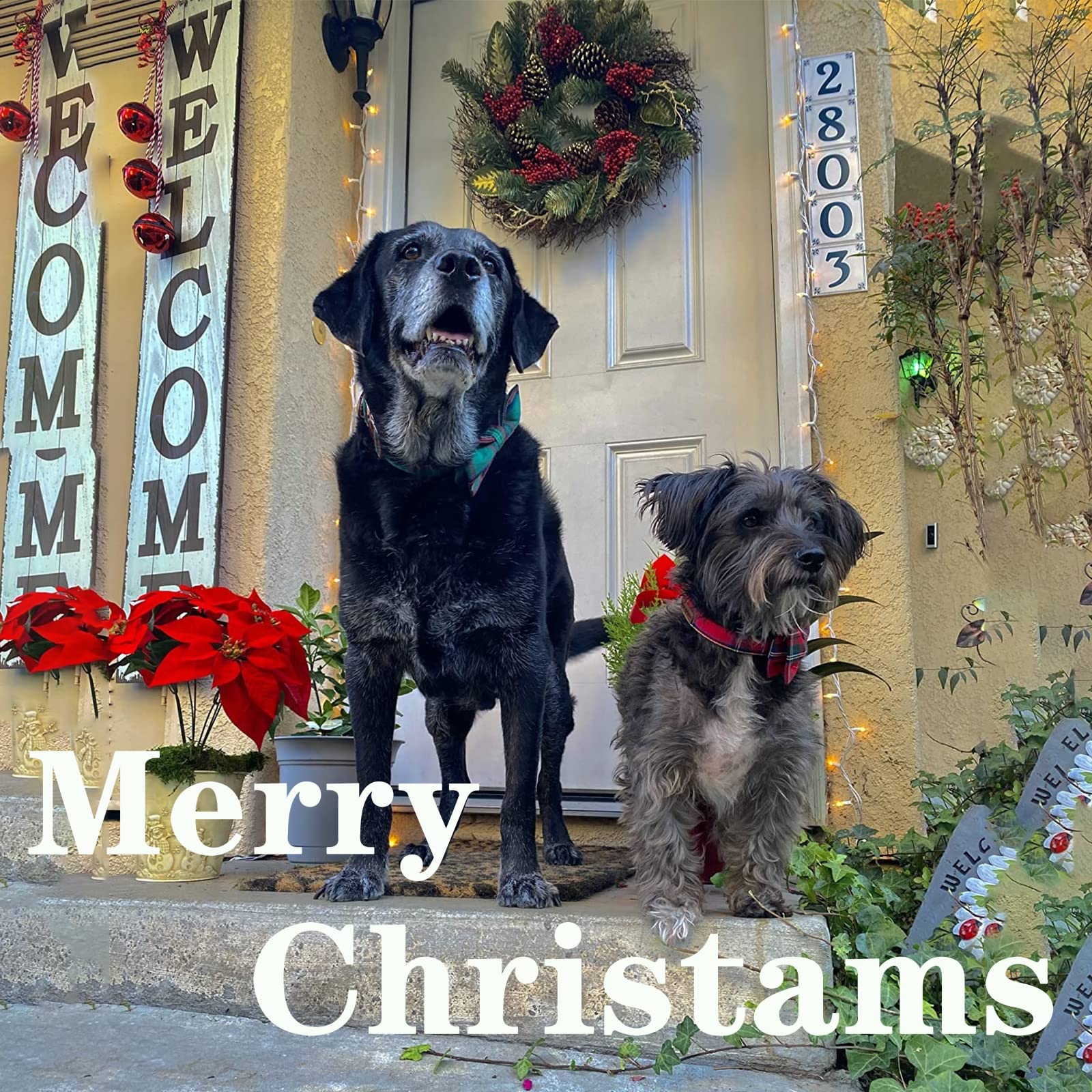 Usp Pet Soft&Comfy Bowtie Dog Collar And Cat Collar Pet Gift For Dogs And Cats Adjustable Pure Cotton Collars 6 Sizes And 5 Patterns