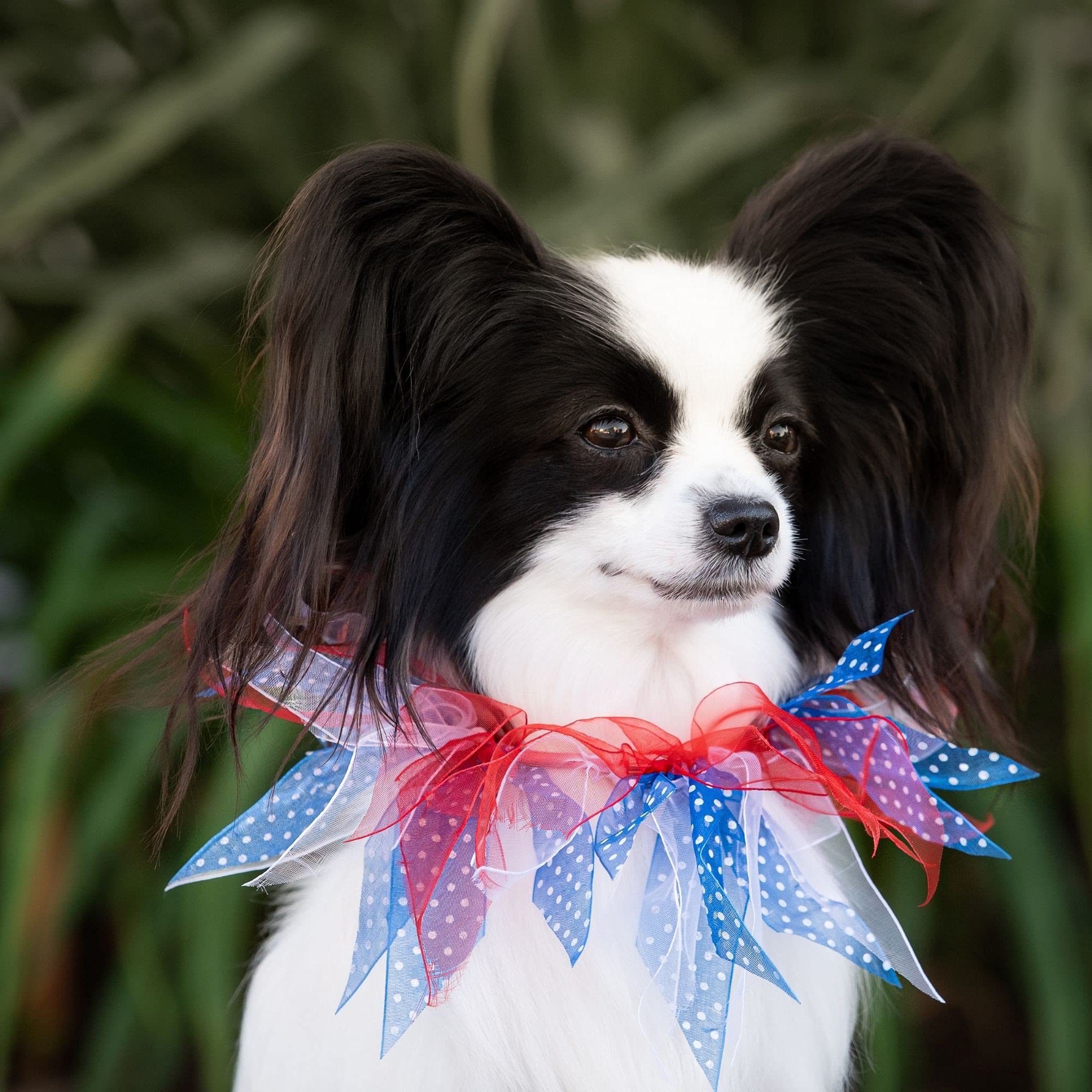 Midlee Medium Patriotic Dots 4Th Of July Dog Collar