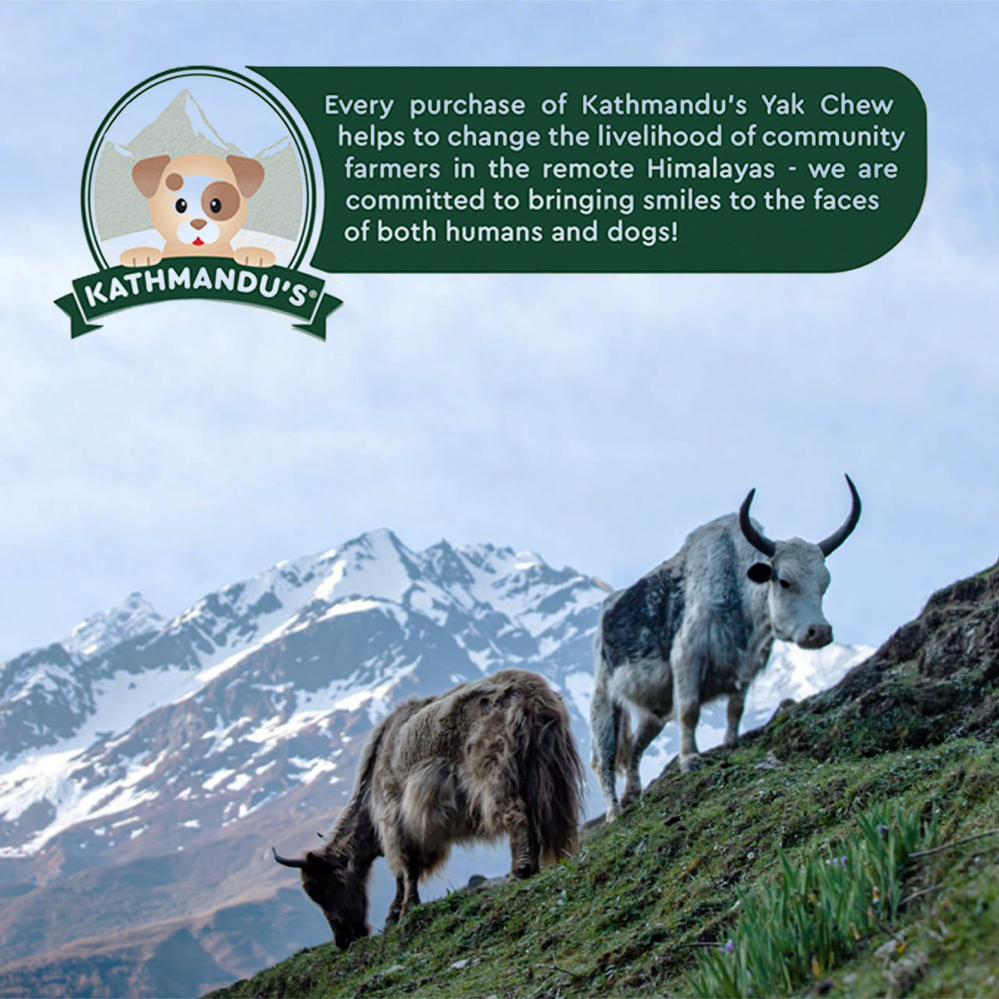 Authentic Himalayan Yak Cheese for Dogs - XXLarge (Pack of 1) - Sourced from Pristine Himalayan Foothill, Rawhide-Free, NO prese