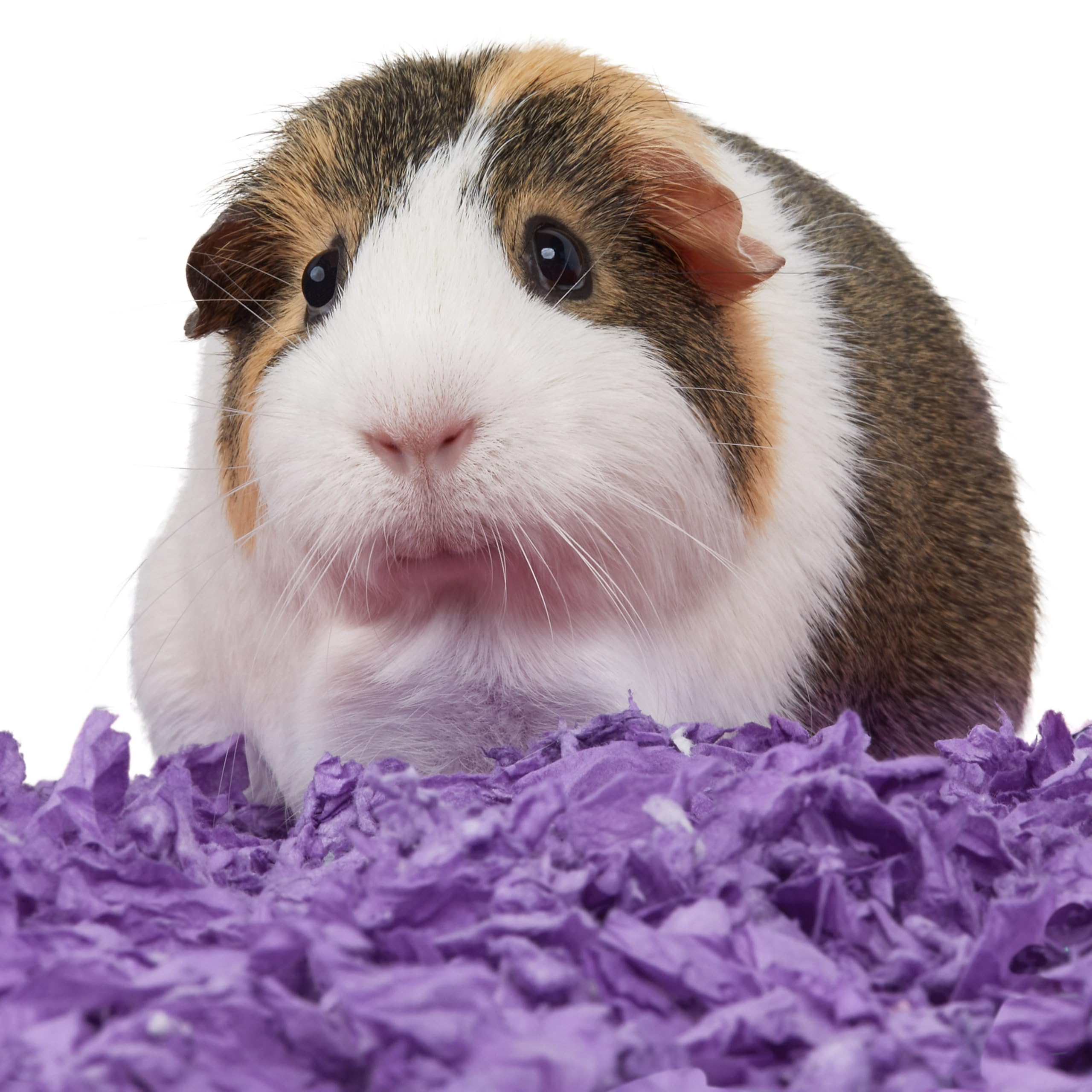 Kaytee Clean & Cozy Purple Bedding For Guinea Pigs, Rabbits, Hamsters, Gerbils and Chinchillas, 24.6 Liter