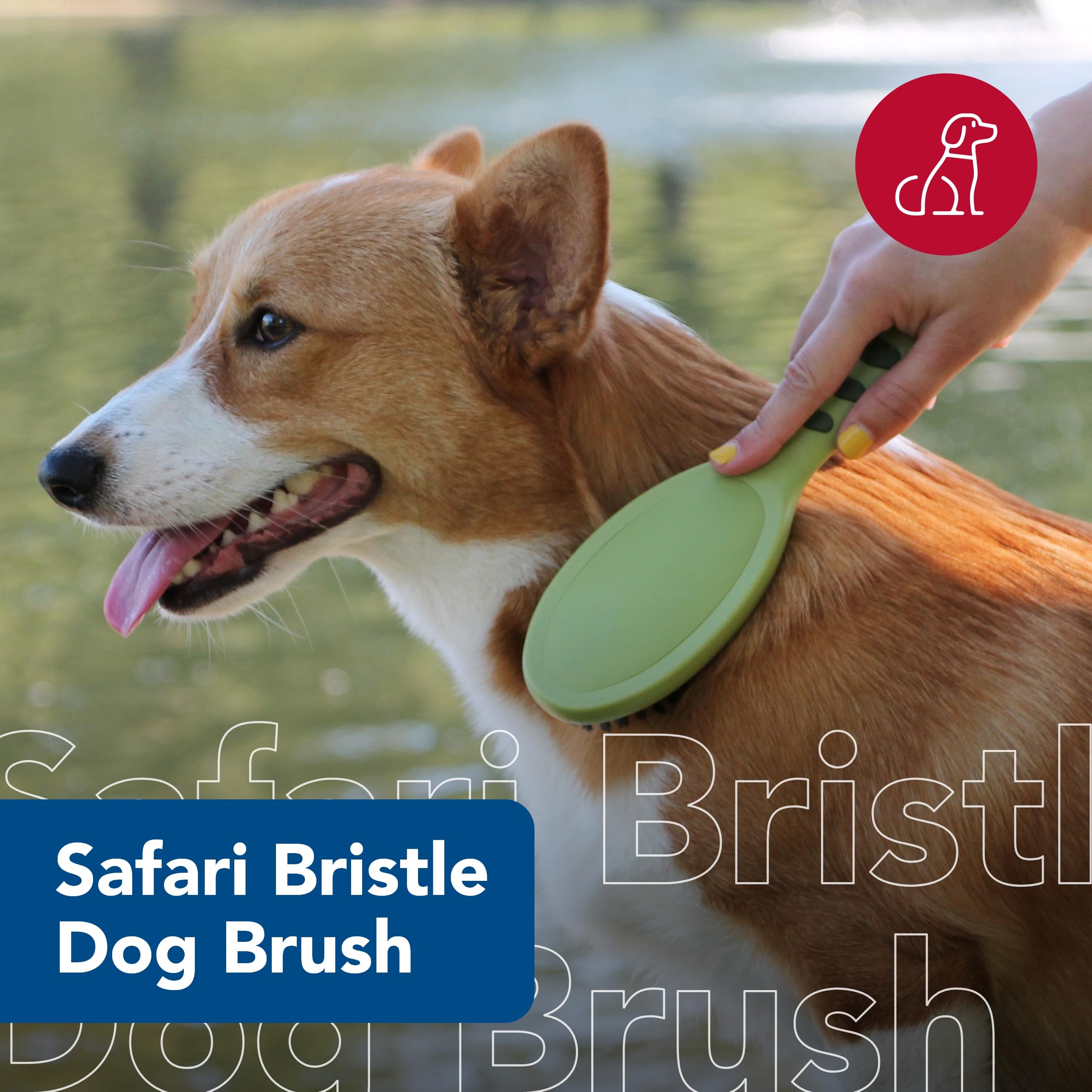 Coastal Pet - Safari - Bristle Dog Brush, Brush, Large (9' L X 2.625' W)