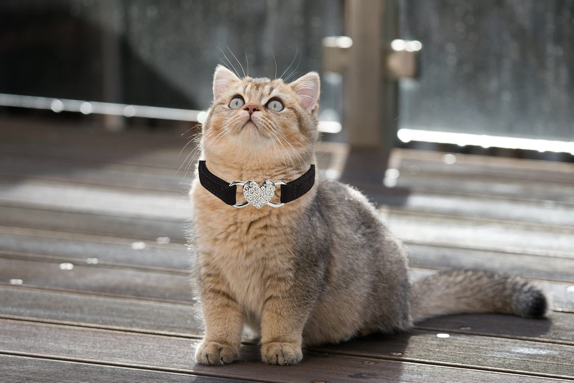 Wdpaws Heart Bling Cat Collar With Safety Belt And Bell Adjustable 8-10 Inches For Kitten Cats (Black)