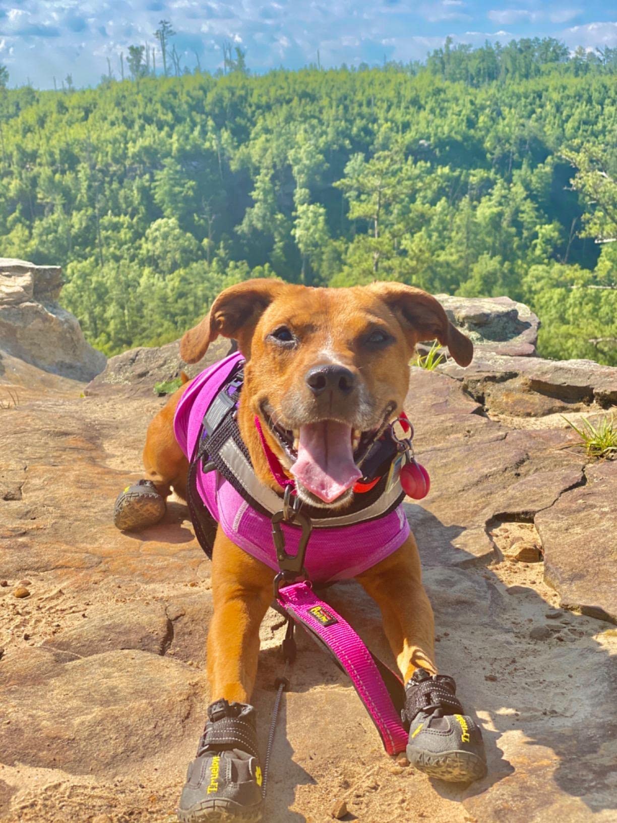 Expawlorer Anti-Slip Dog Shoes For Medium Dogs - Winter Booties With Rugged Sole & Reflective Straps, Waterproof Rain Boots, Paw