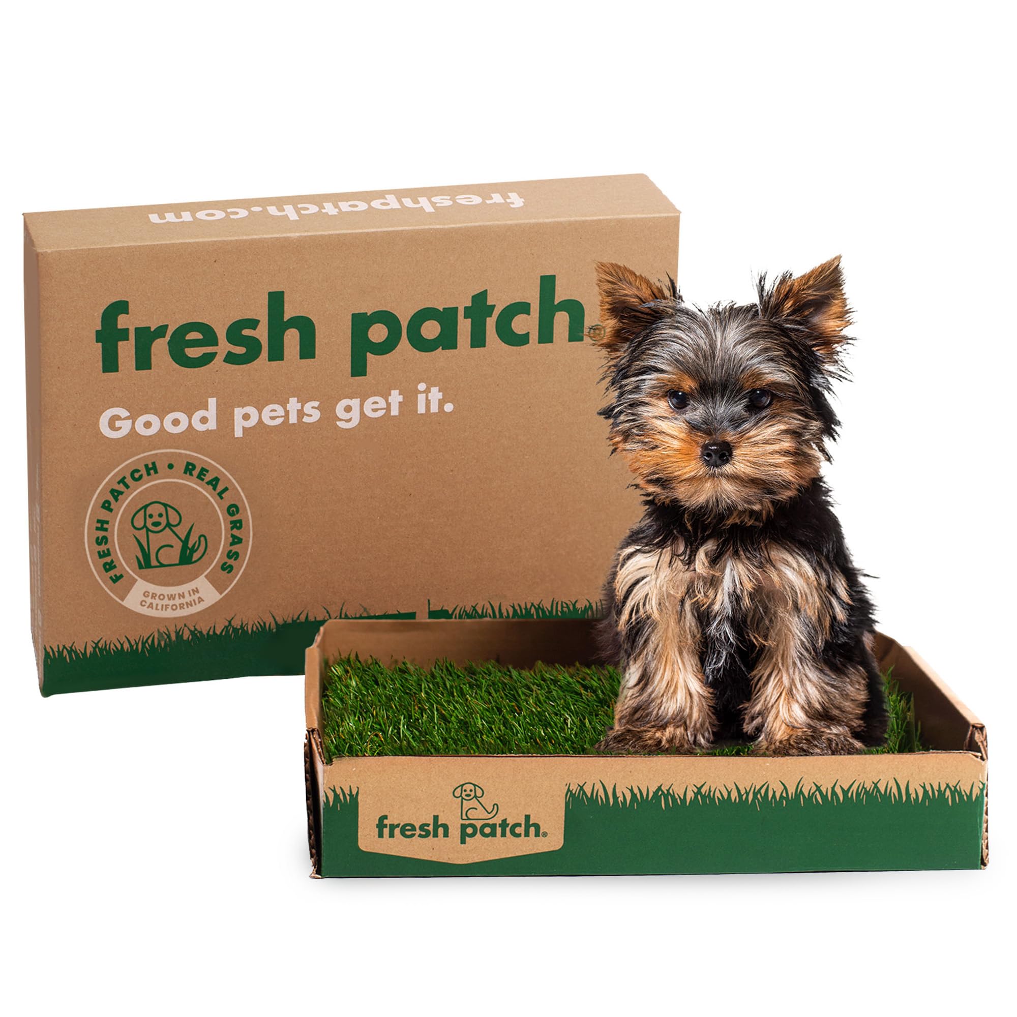 Fresh Patch Mini Real Grass Patch For Dogs, Cats, And Small Pets Under 8 Pounds - Disposable Pet Grass Pee Pads - Indoor And Out