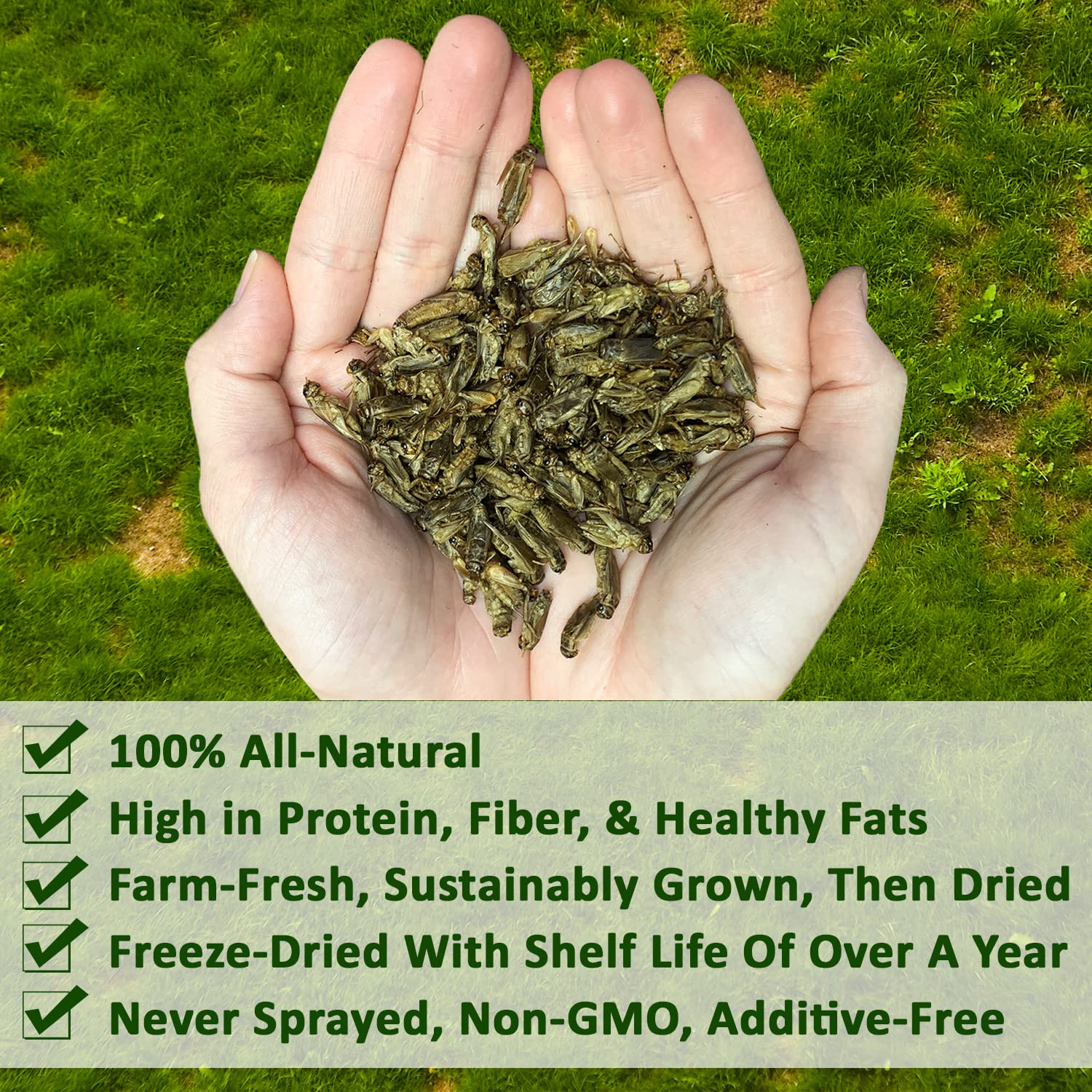 Dried Crickets (2.2 lb.) - High Protein Insect Treat - Chickens, Wild Birds, Hedgehogs, Bluebirds, Reptiles, Sugar Gliders, Opos