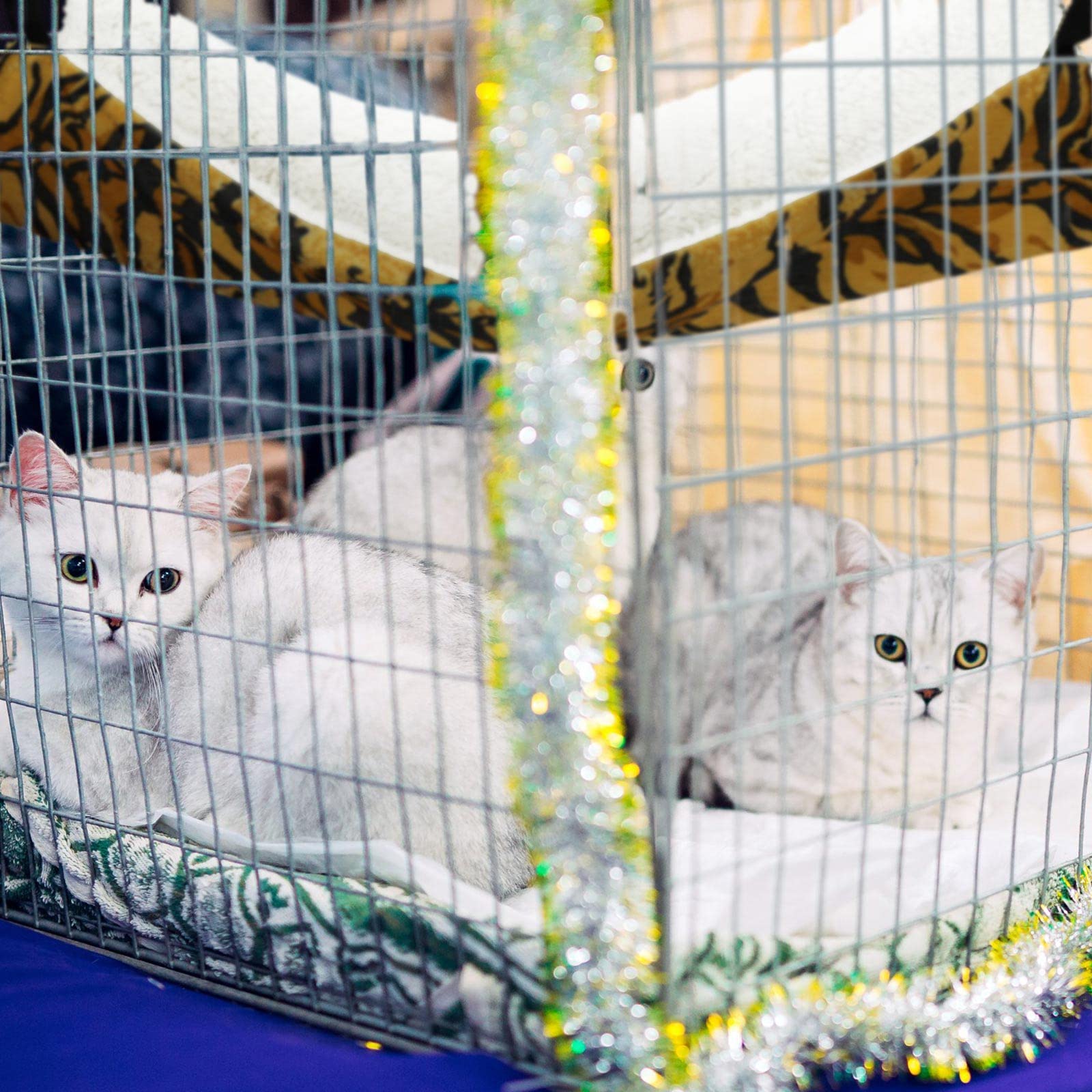 2 Pieces Reversible Cat Hanging Hammock Soft Breathable Pet Cage Hammock With Adjustable Straps And Metal Hooks Double-Sided Hanging Bed For Cats Small Dogs Rabbits (Zebra, Tiger Stripes, M)