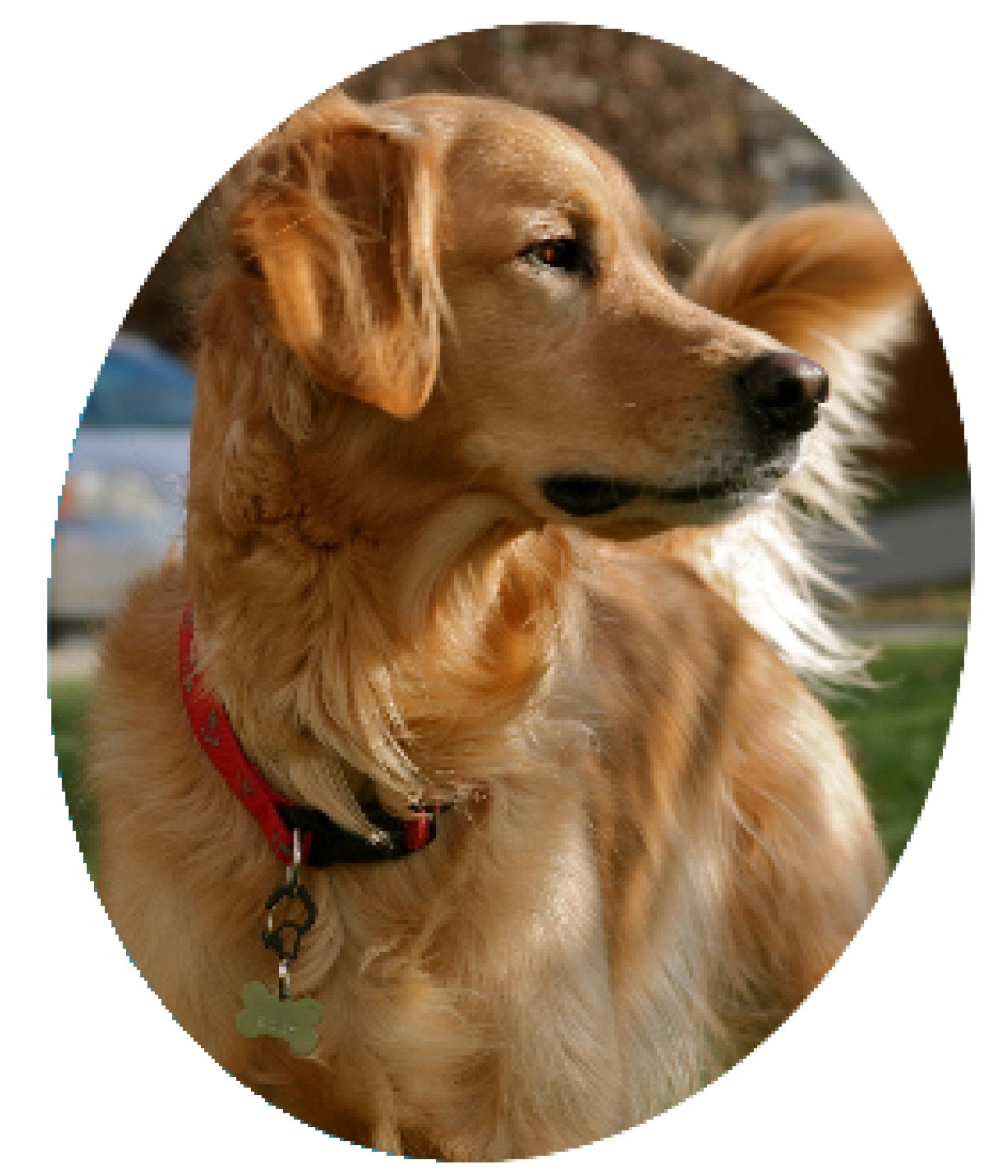 Rubit Medium Heart Aluminum Dog Tag Clip - Purple