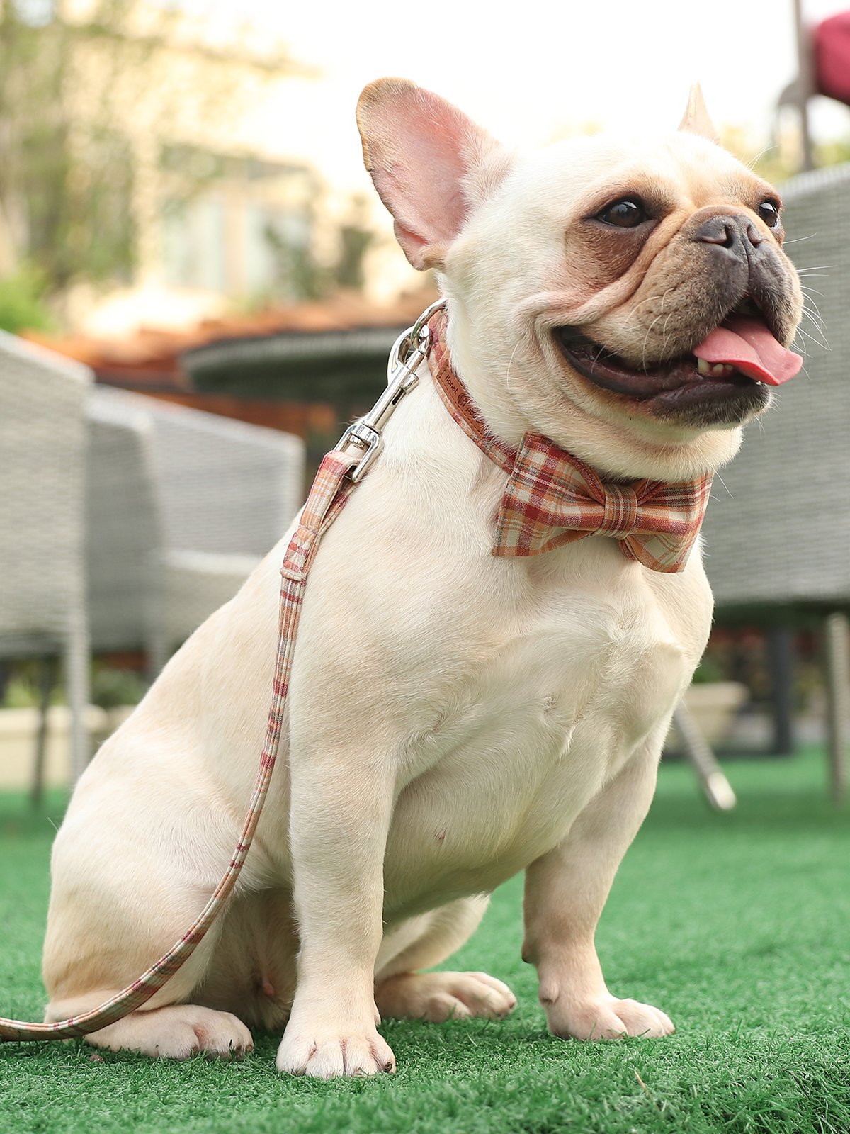 Lionet Paws Dog and Cat Collar with Bowtie Grid Collar Plastic Buckle Light Adjustable Collars for Small Medium Large Dogs