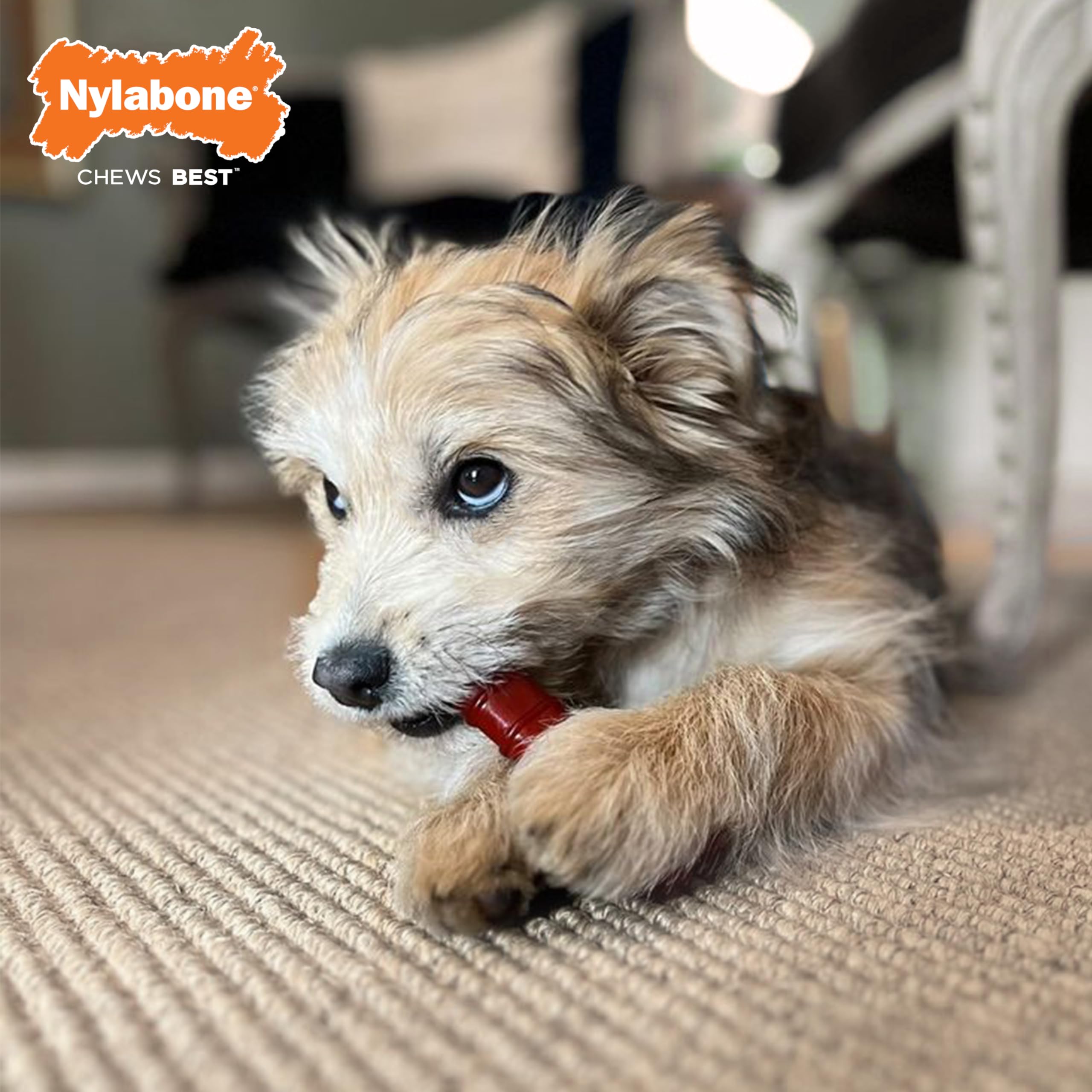 Nylabone Power Chew Classic Bone Chew Toy For Dogs, Durable Dog Toys For Aggressive Chewers, Basted Blast Bacon And Steak Flavor, X-Small/Petite (2 Count)