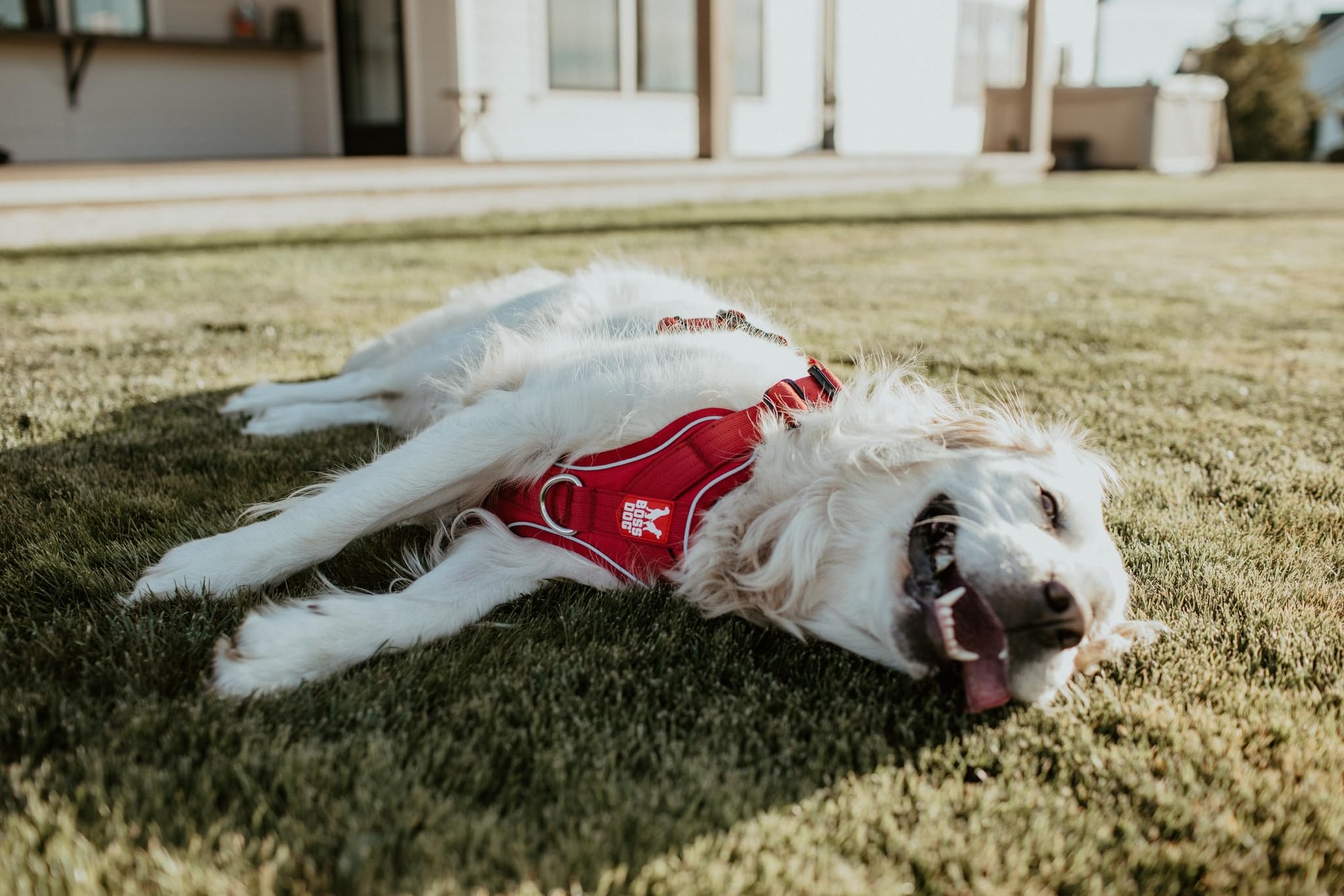 Boss Dog Tactical Harness, Red, Small
