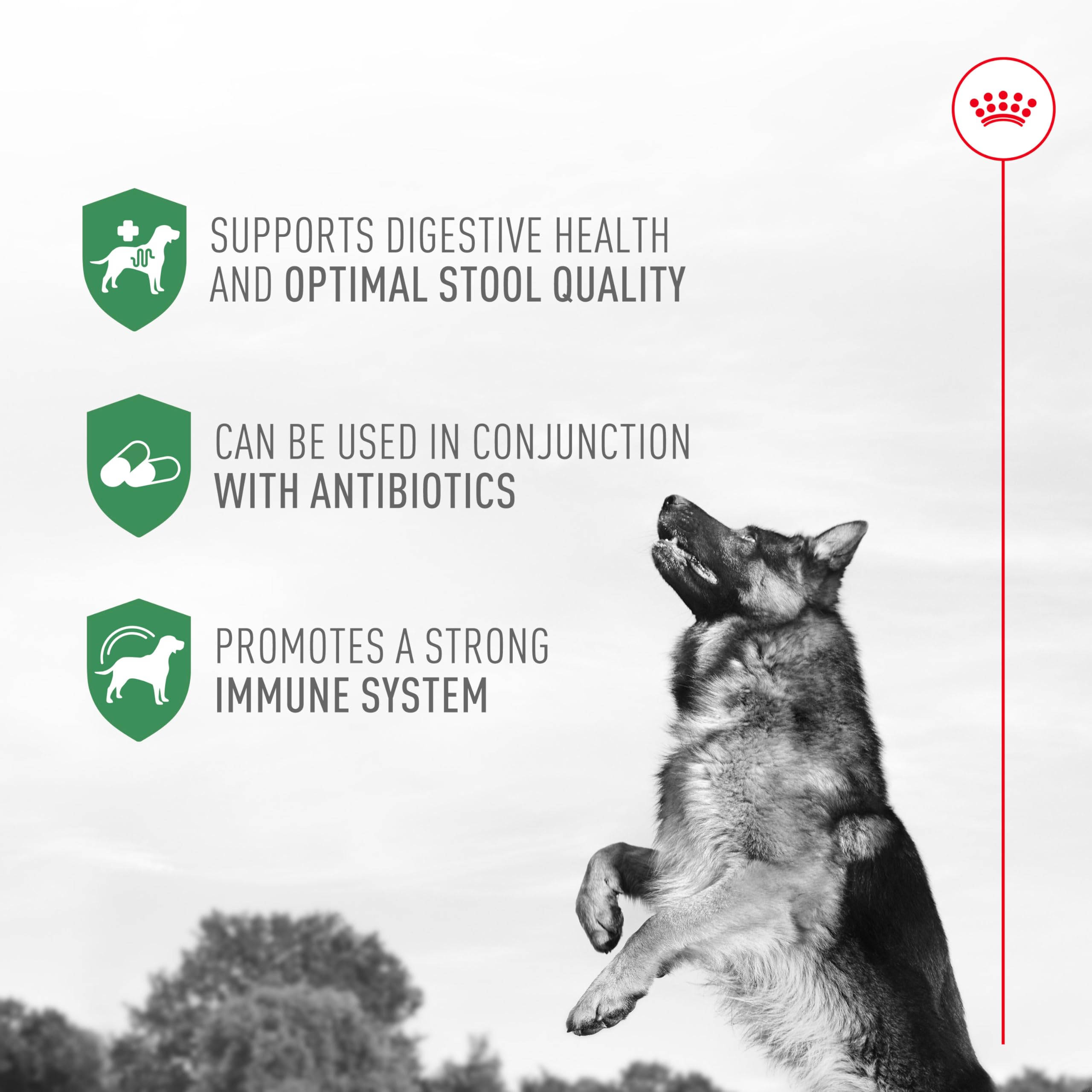 Royal Canin Probiotics for Dogs Digestive and Immune Health Powder Supplement for Dogs of All Ages, 30 Count