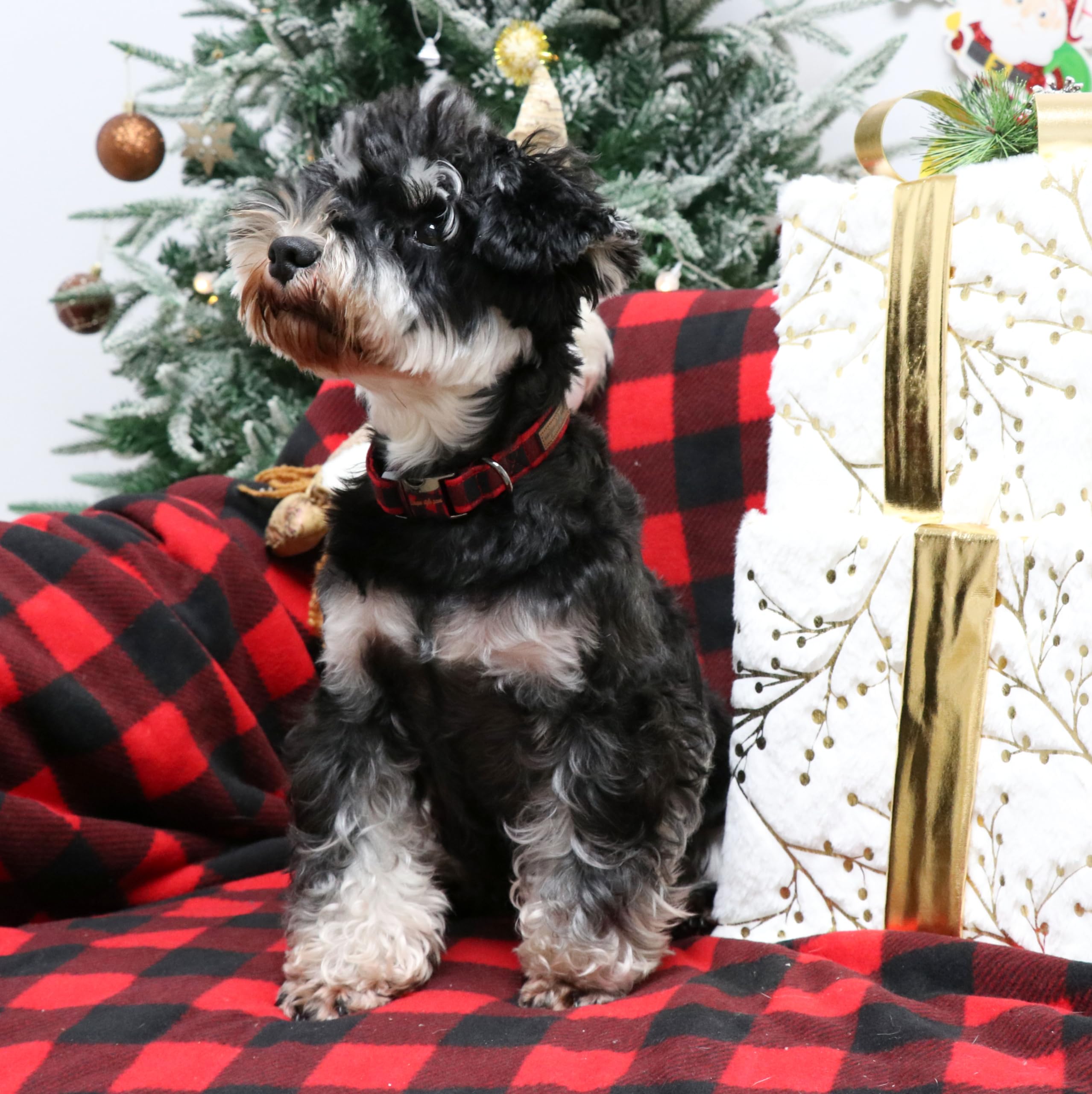 Unique Style Paws Christmas Dog Collar Metal Buckle Red Black Plaid Puppy Collar Gift Durable Cute Collar For Small Medium Large