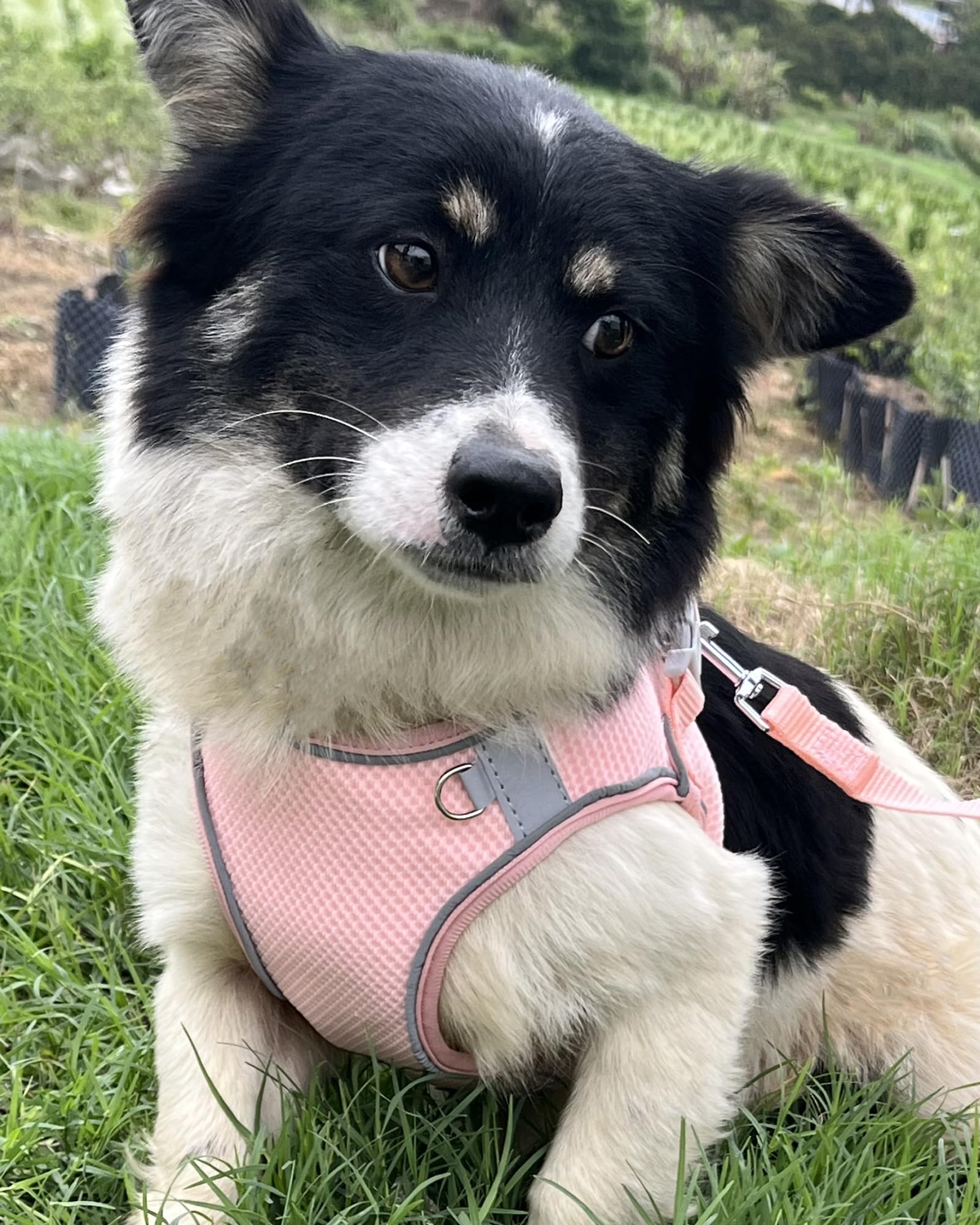 Aecllcea Puppy Harness And Leash Set Training - Dog Vest Harness For Small, Medium Dogs (Peach, L)