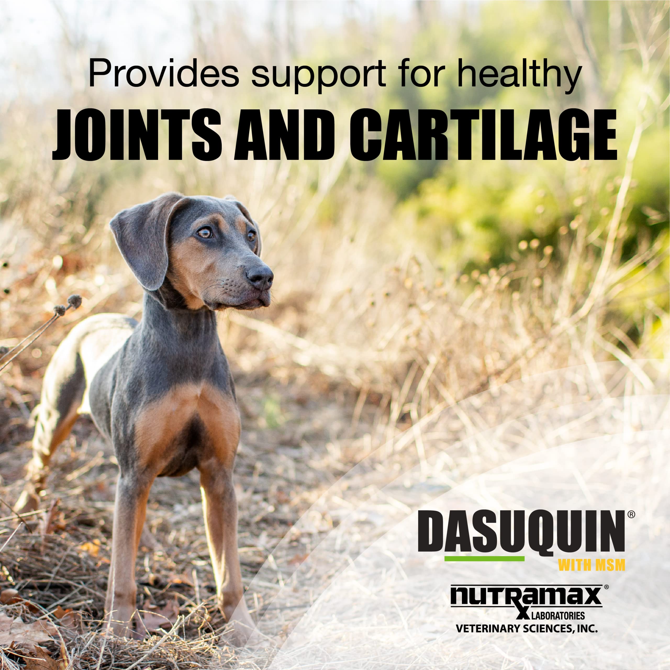 Nutramax Dasuquin with MSM Joint Health Supplement for Small to Medium Dogs - With Glucosamine, MSM, Chondroitin, ASU, Boswellia