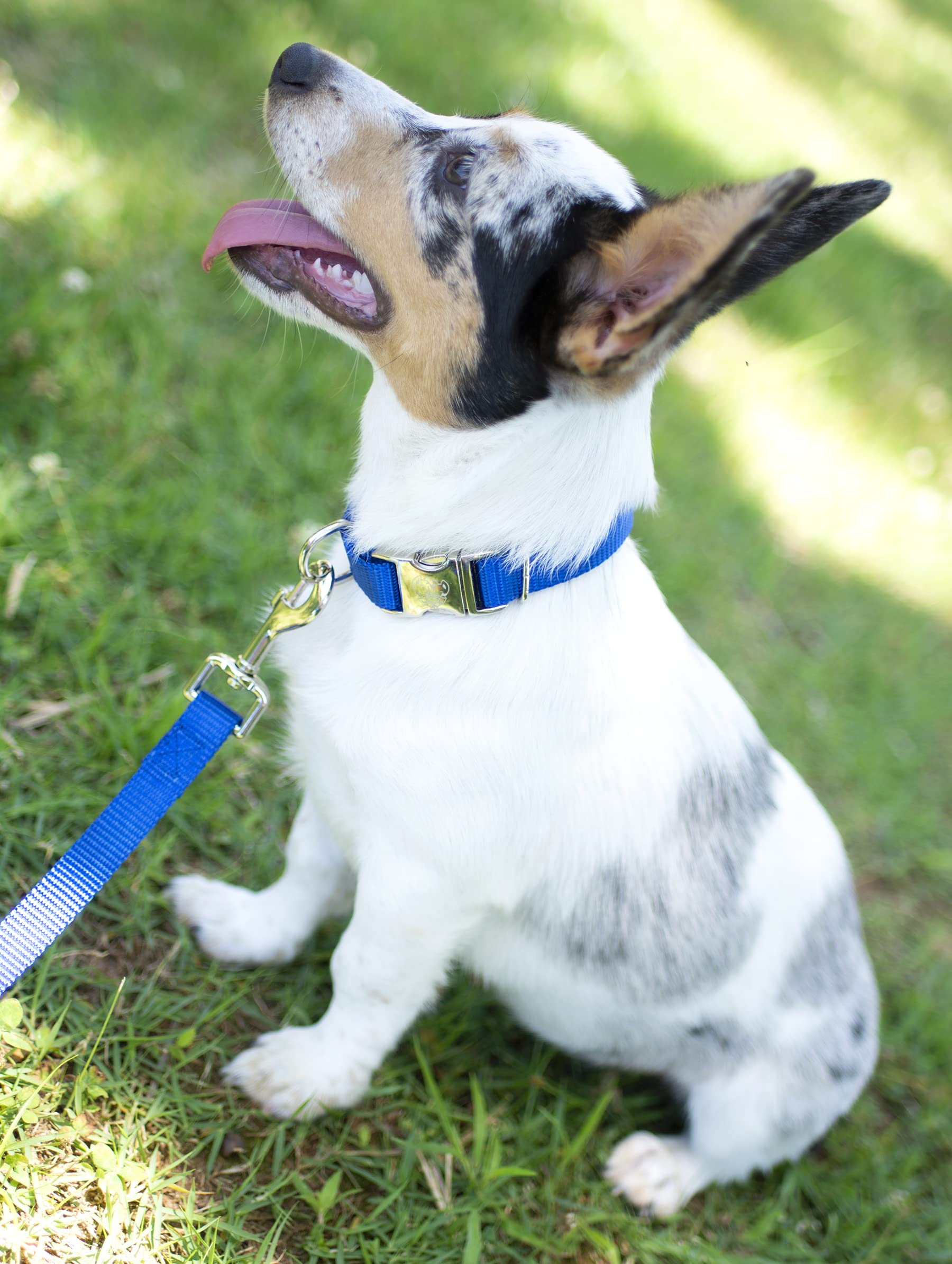 Country Brook Design - Vibrant 30+ Color Selection - Premium Nylon Dog Collar With Metal Buckle (Extra Large, 1 Inch, Bright Royal Blue)
