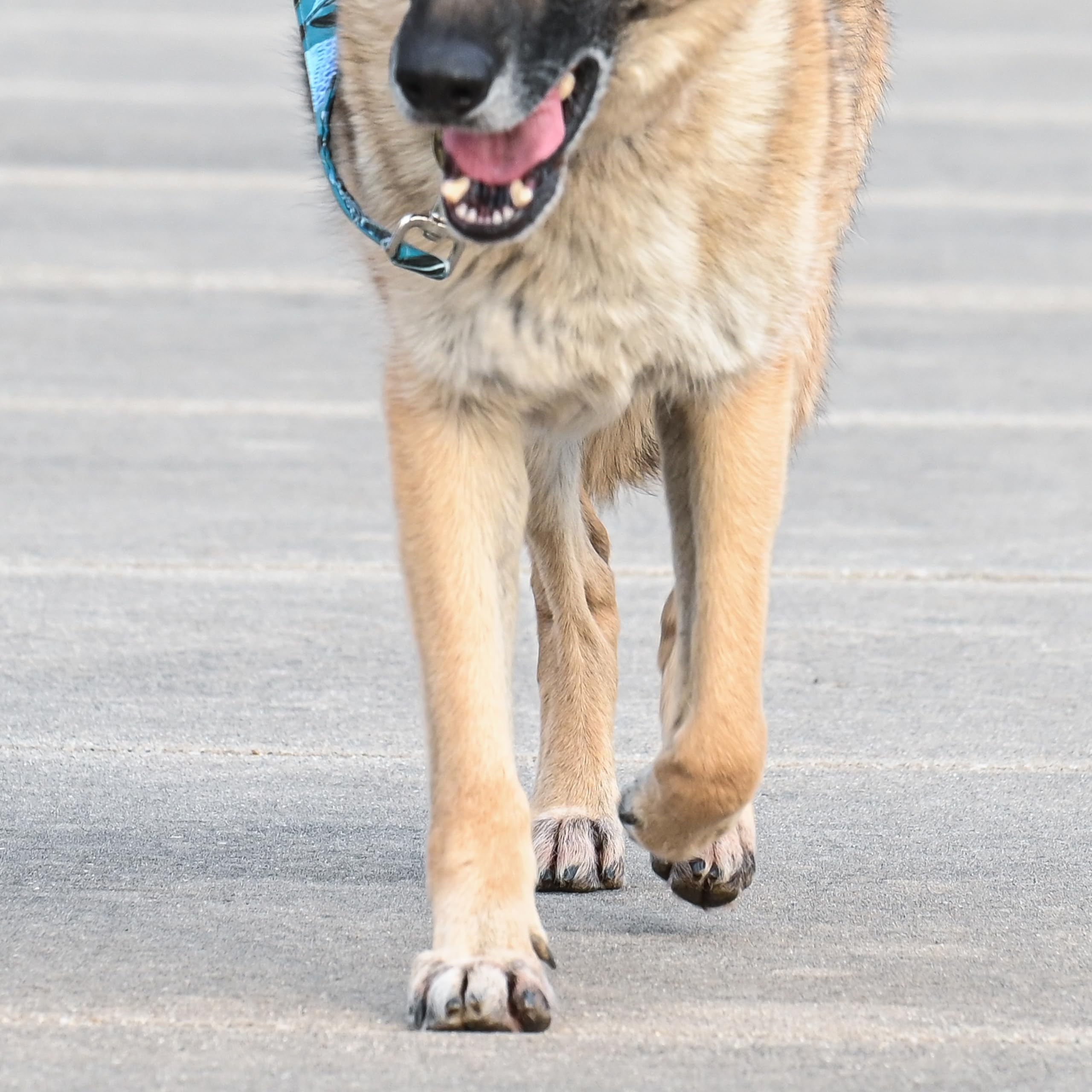 Rhino Wax - Dog Paw Street Wax 2Oz - Use Before Taking Dogs On Hot Streets Or Pavement - Balm Protects Against Hot Surfaces, Roc