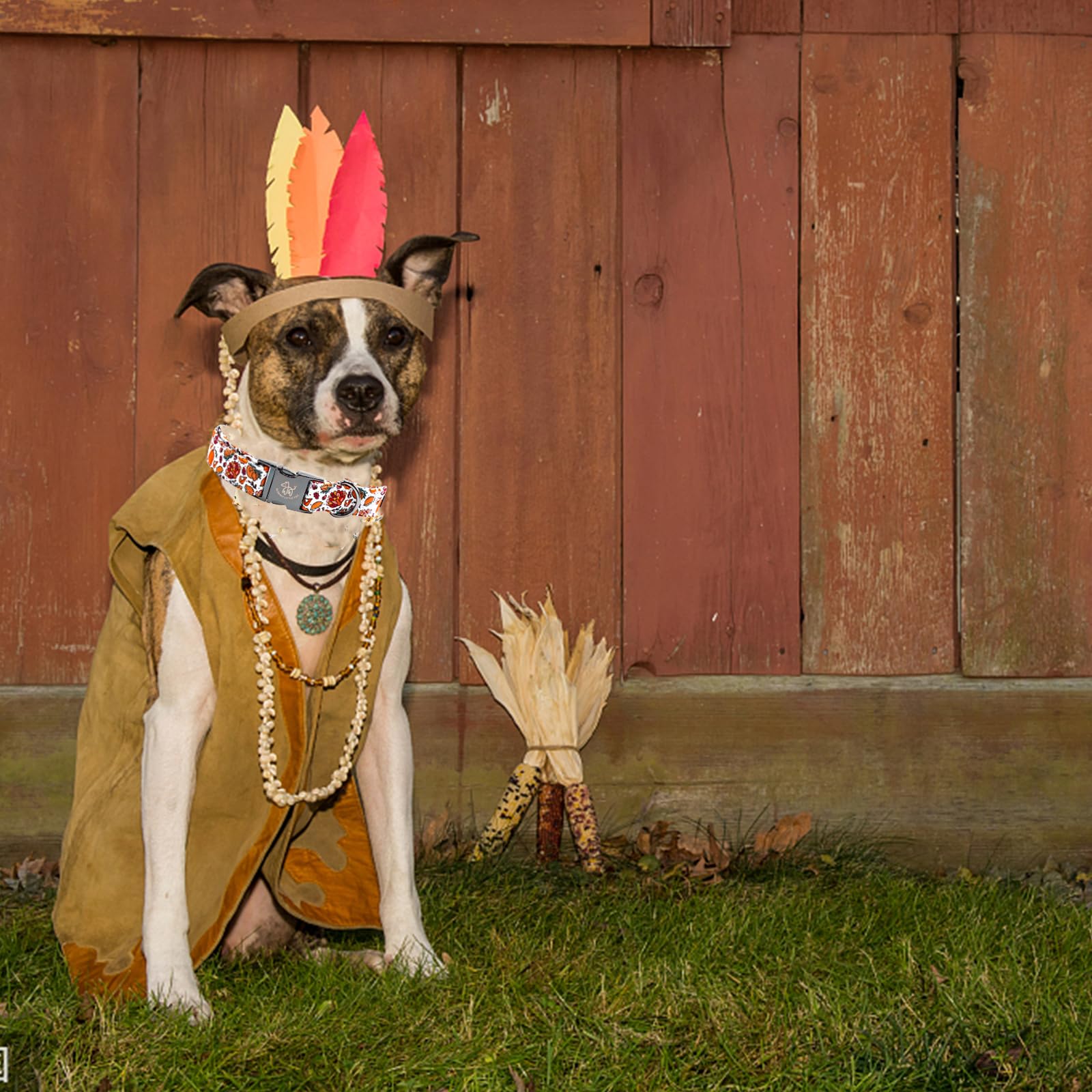 Elegant Little Tail Thanksgiving Turkey Pumpkin Pet Collar - Cotton With Metal Buckle Adjustable For Large Dogs
