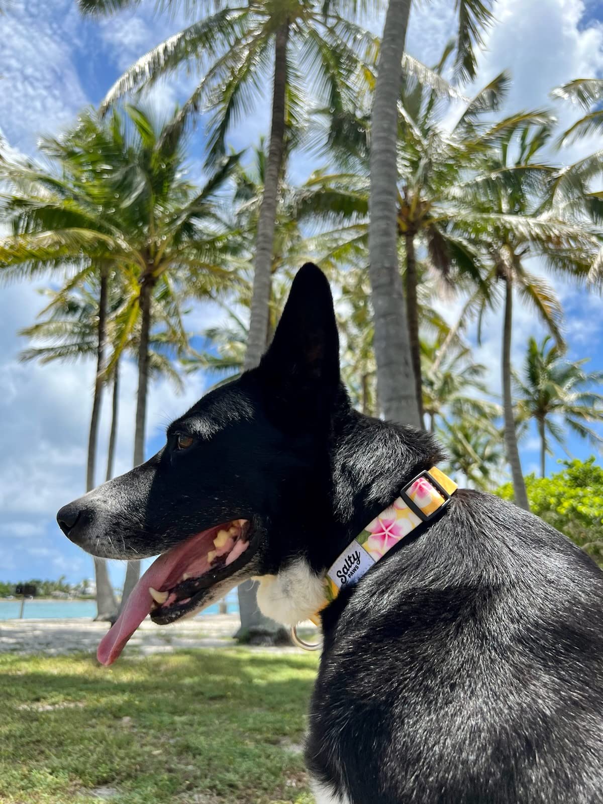 Salty Paws Tropical Yellow Floral Dog Collar For Beach, Boating, Surfing (Medium Size Adj. 14-20 For Dogs 25-50 Lbs, Flower Pr